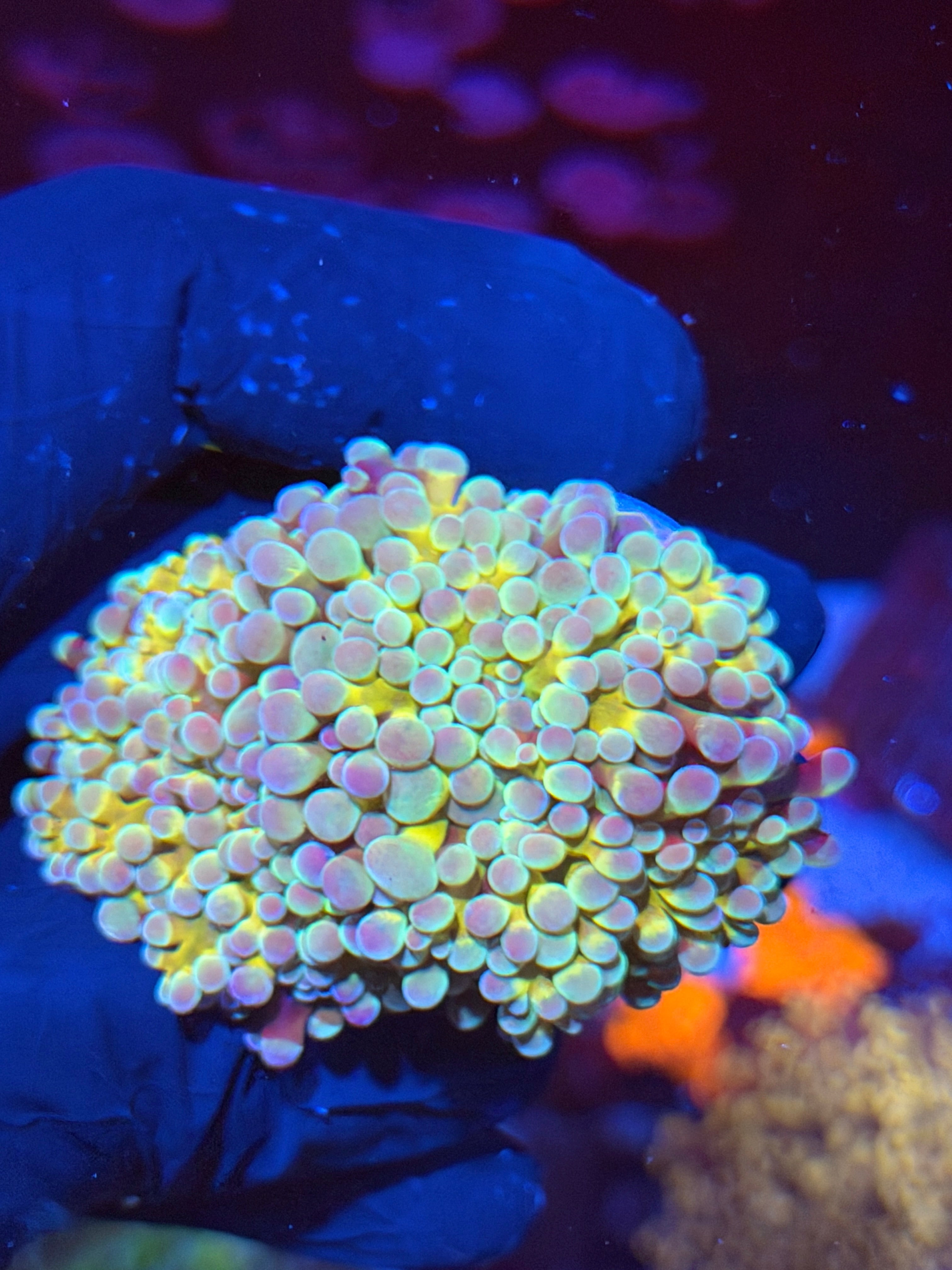 JEA Rainbow Blaster Hammer Coral 2 Heads XXL *New Release* 7/15