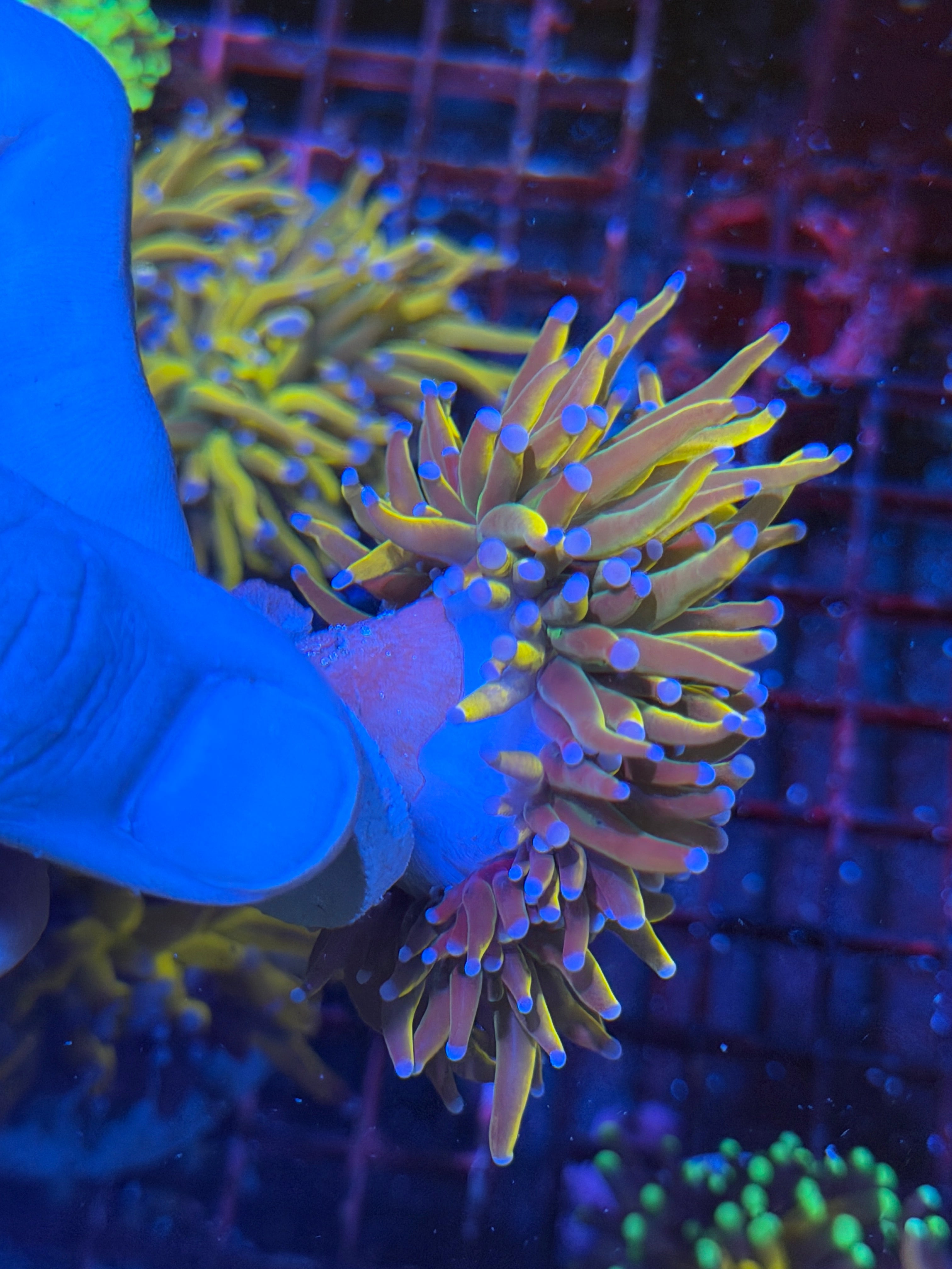 JEA Shiny Dragon Tamer Torch Coral 2 XL Heads Splitting -