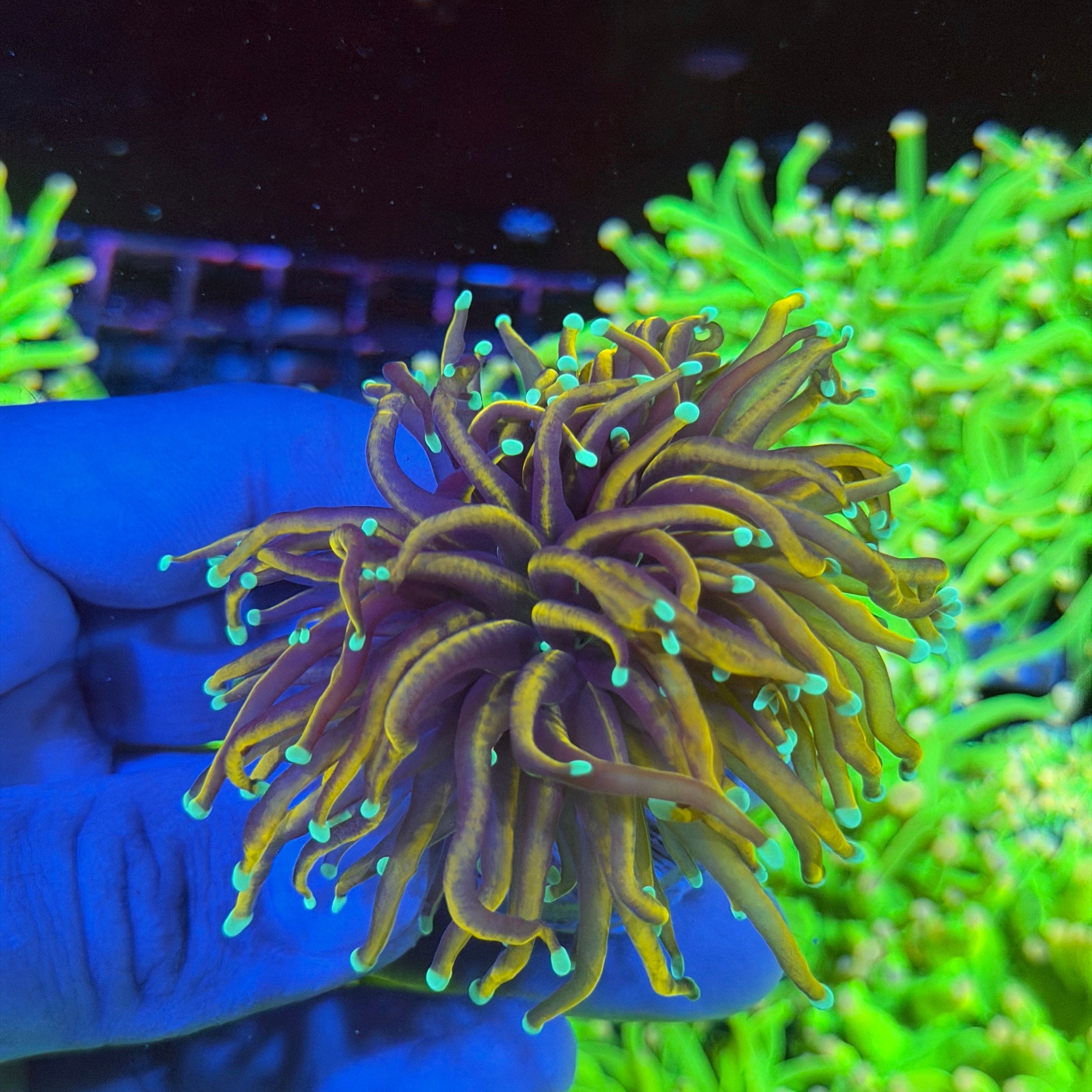 JEA OG Jester Torch Coral 1 XXL Head Splitting 6/3