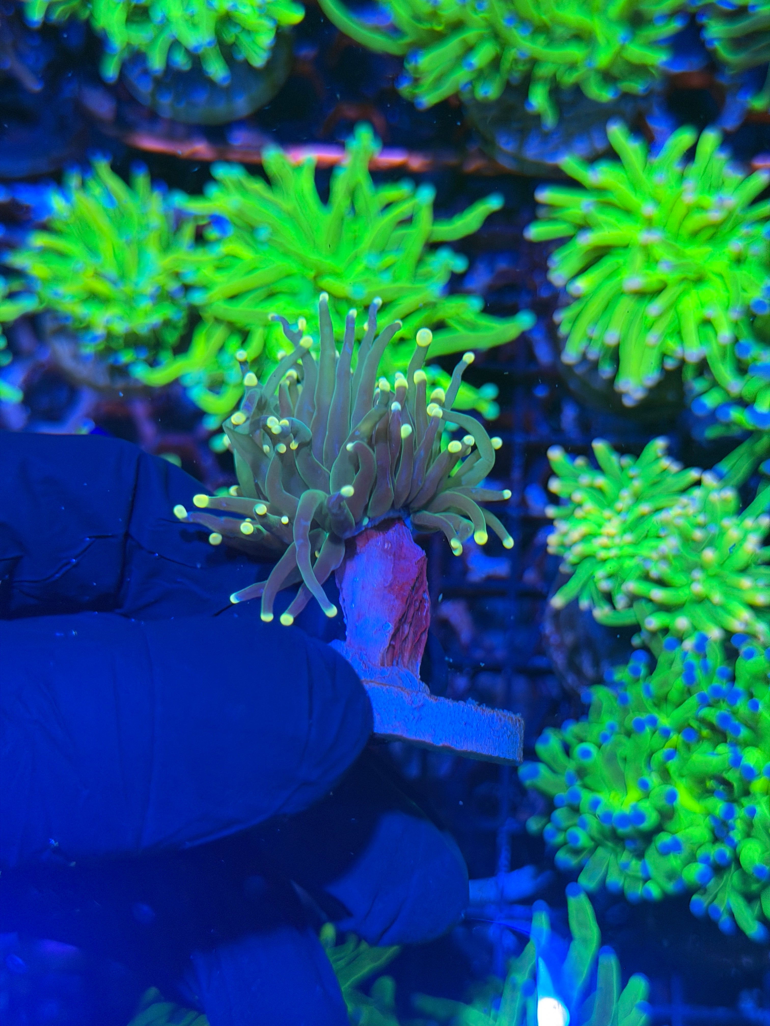JEA Lemon Drop Torch Coral 1 XL Head 8/1