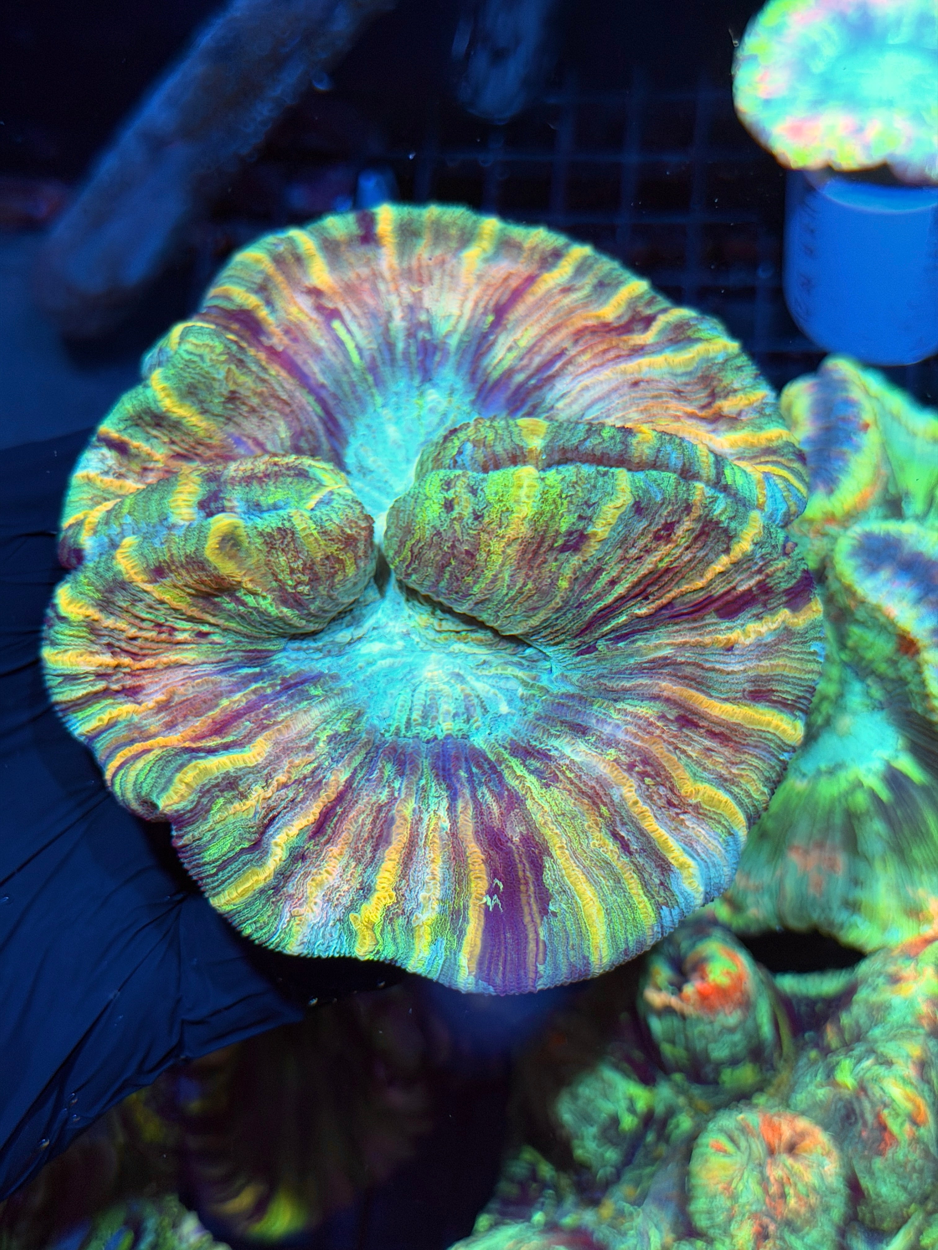 Striped Rainbow Trachyphyllia Meat Coral XXL 6/4