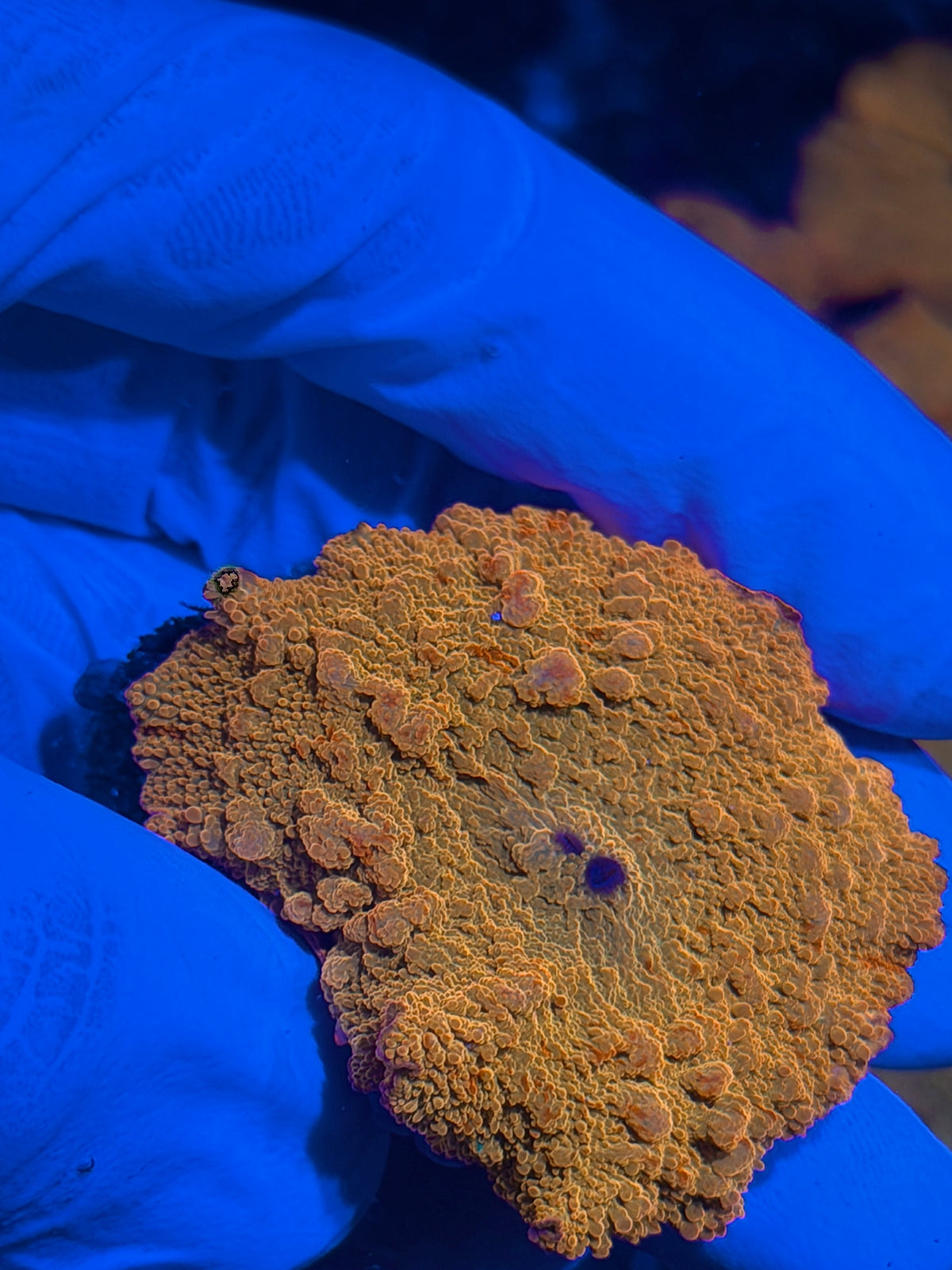 JEA Bouncing Jawbreaker Mushroom Coral XL Red 2 Mouths 10/24