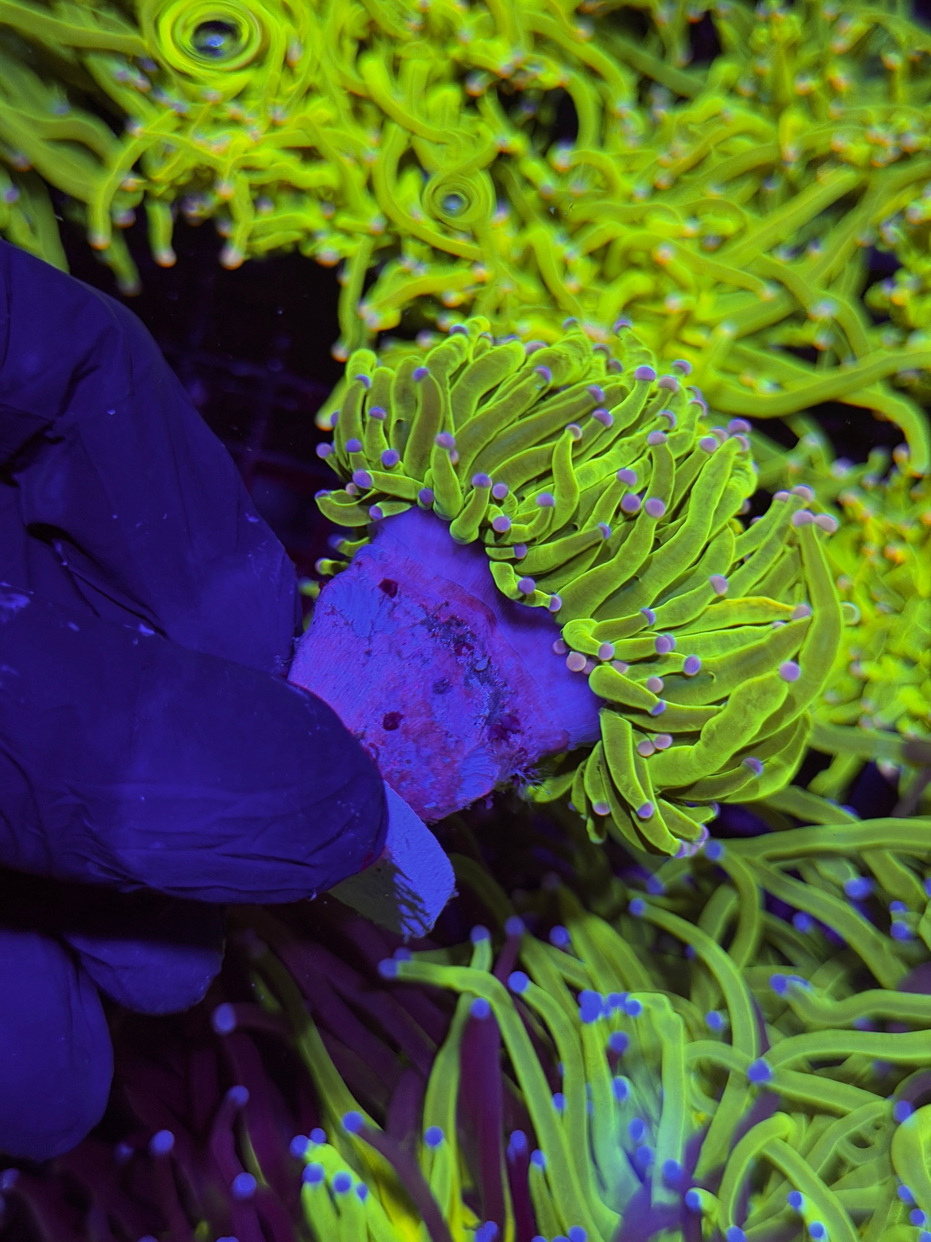 JEA Drama Queen Holy Grail Torch Coral ( Purple Tips ) 1 XXL Head Splitting