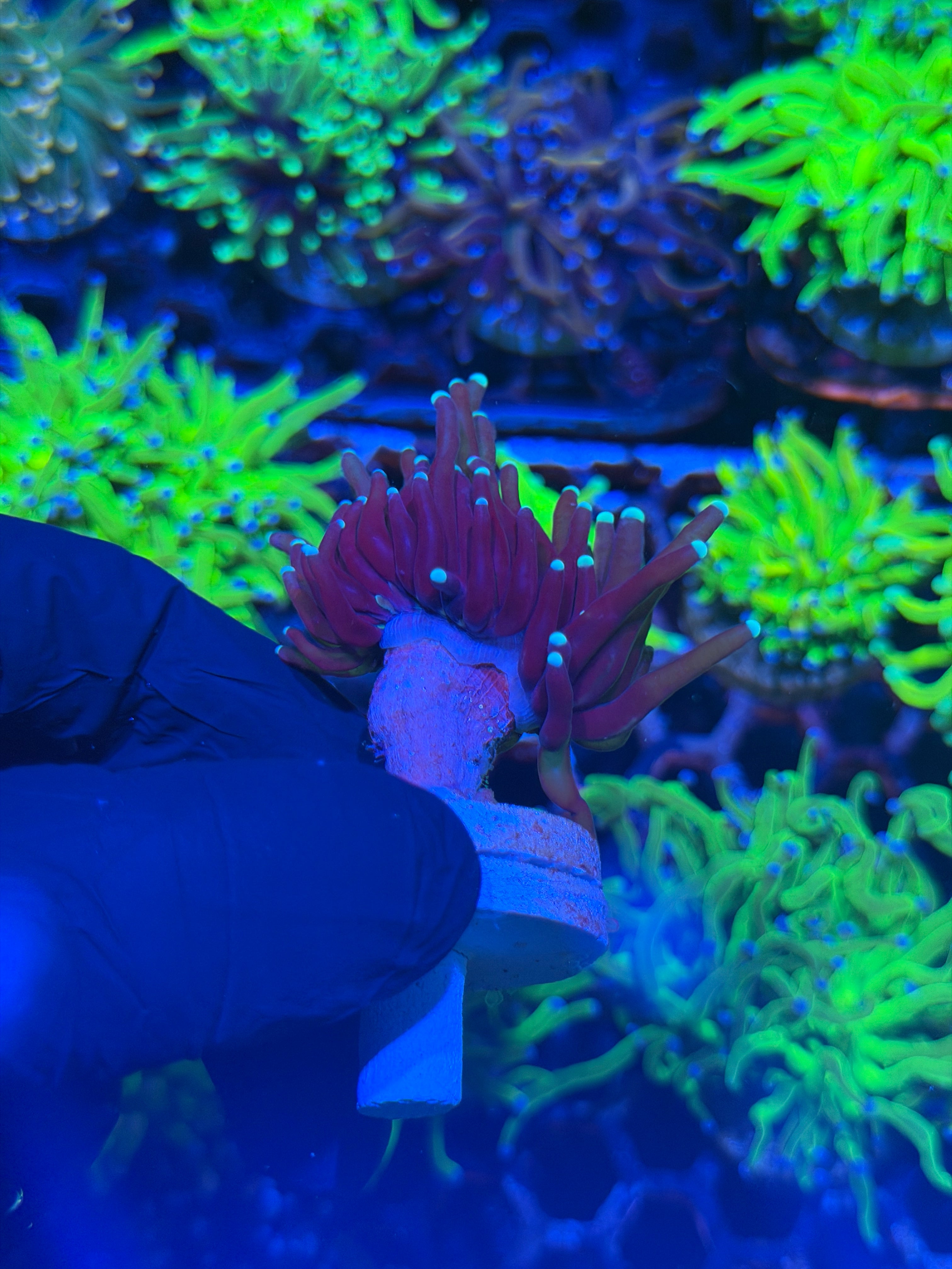JEA Purple Tiger 2.0 Torch Coral 1 Head XL 8/1