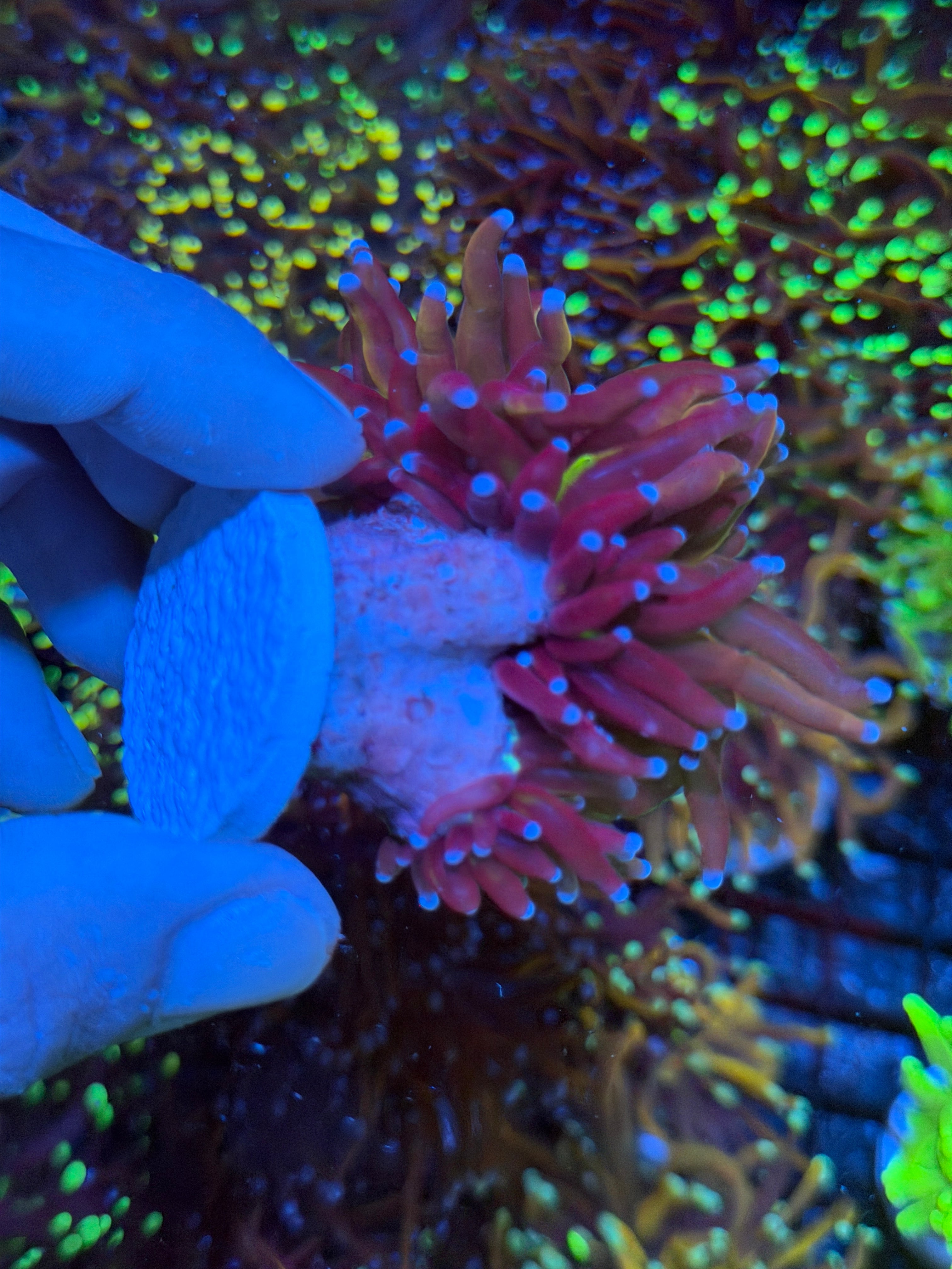JEA Tiger Torch Coral Bright Green Mouth XXL 9/6