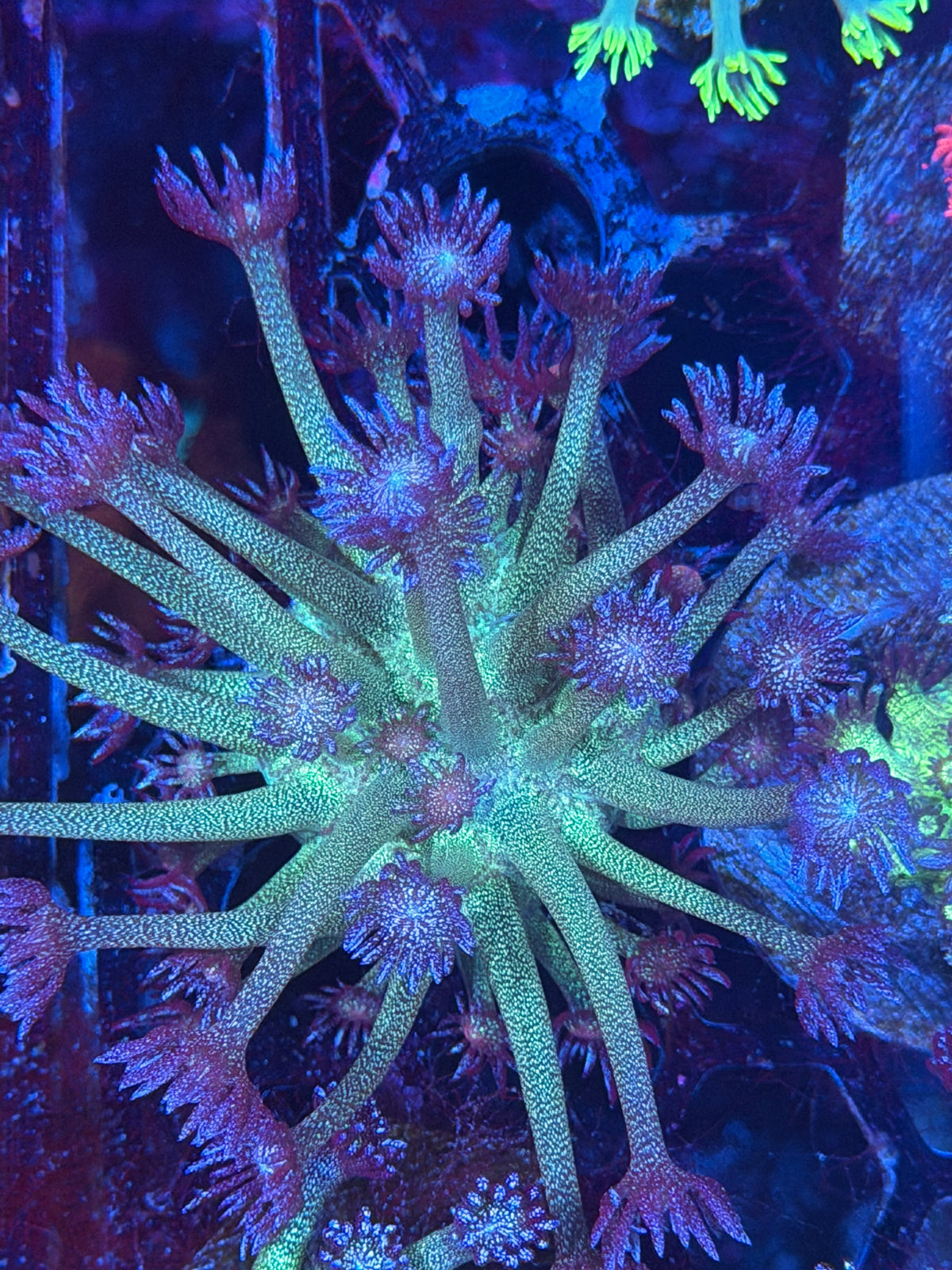 JEA Glitter Bomb Goniopora Coral XL 9/27
