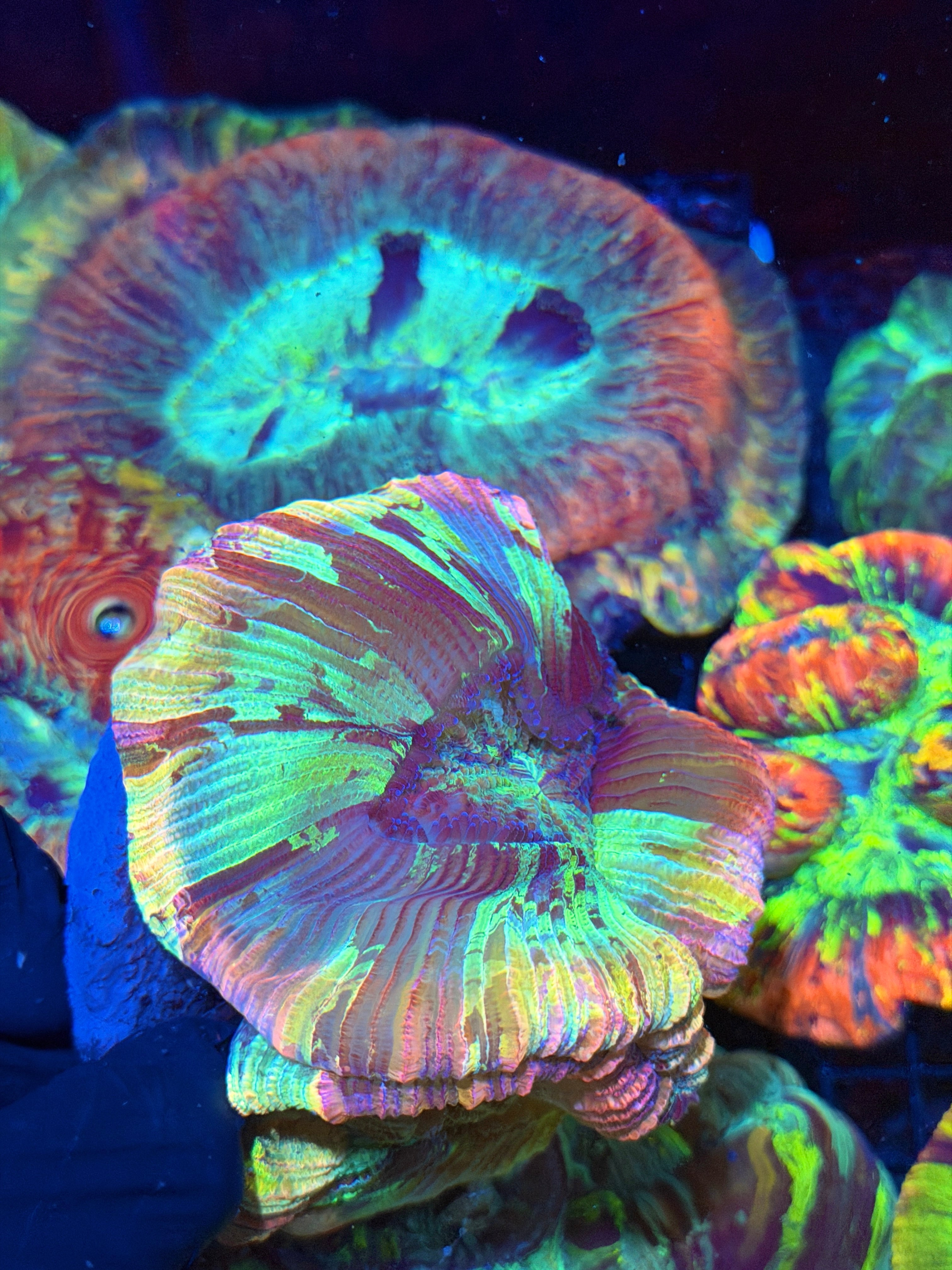 Pastel Rainbow Trachyphyllia Meat Coral XXL Show Size