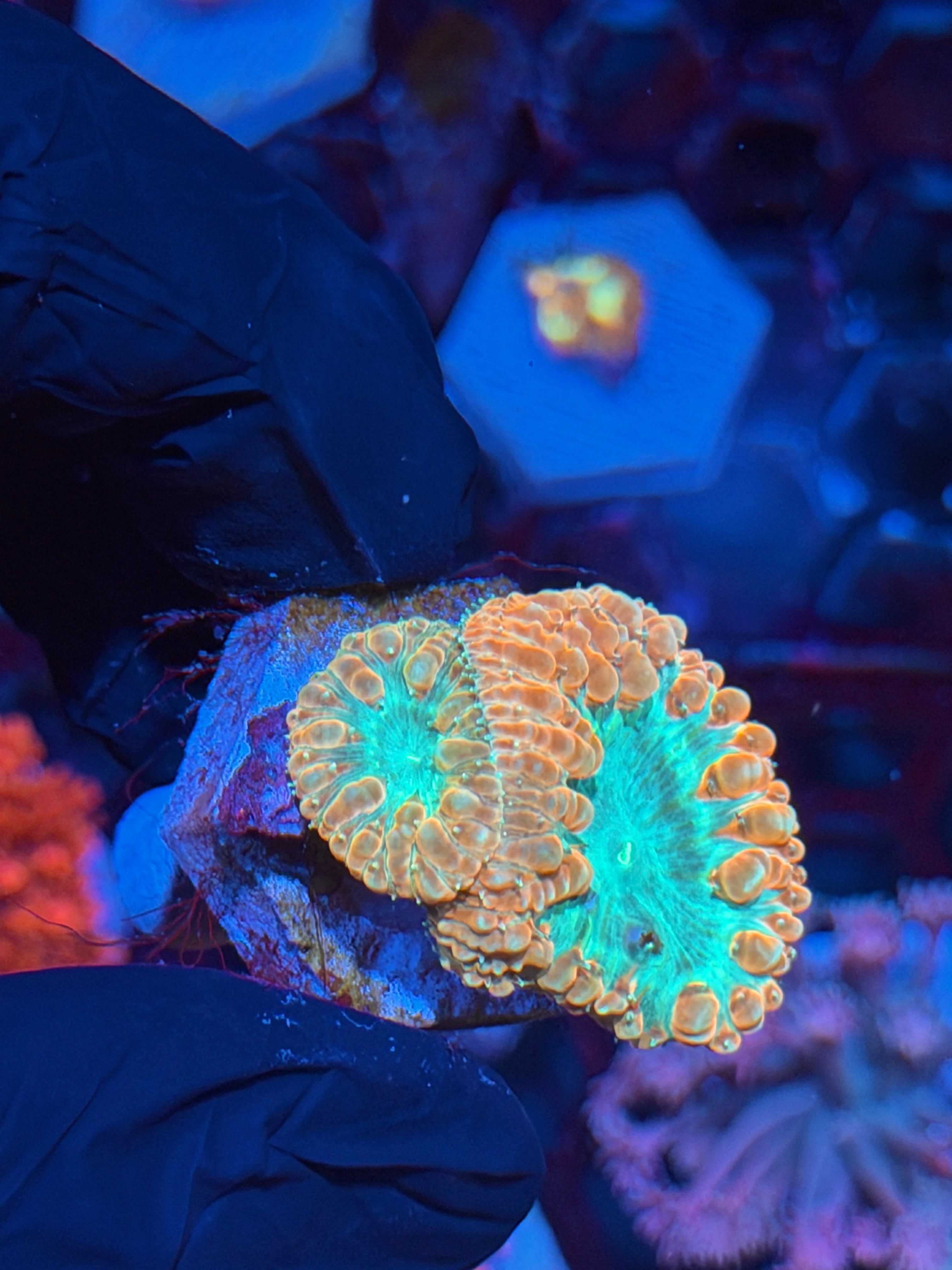JEA Creamsicle Blastomussa Coral 2 XL Heads