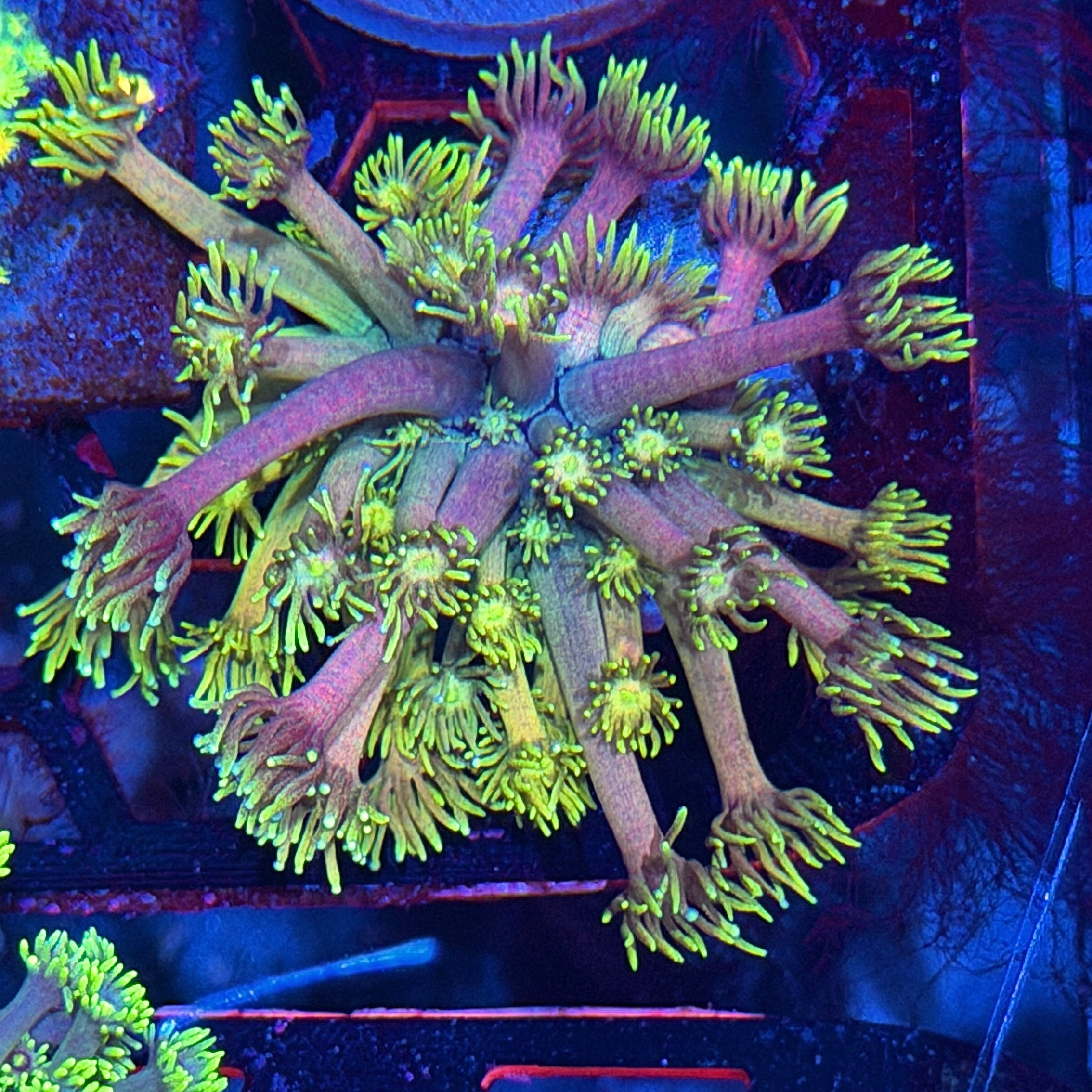 JEA Cosmic Rainbow Goniopora Coral *New Release* 8/1