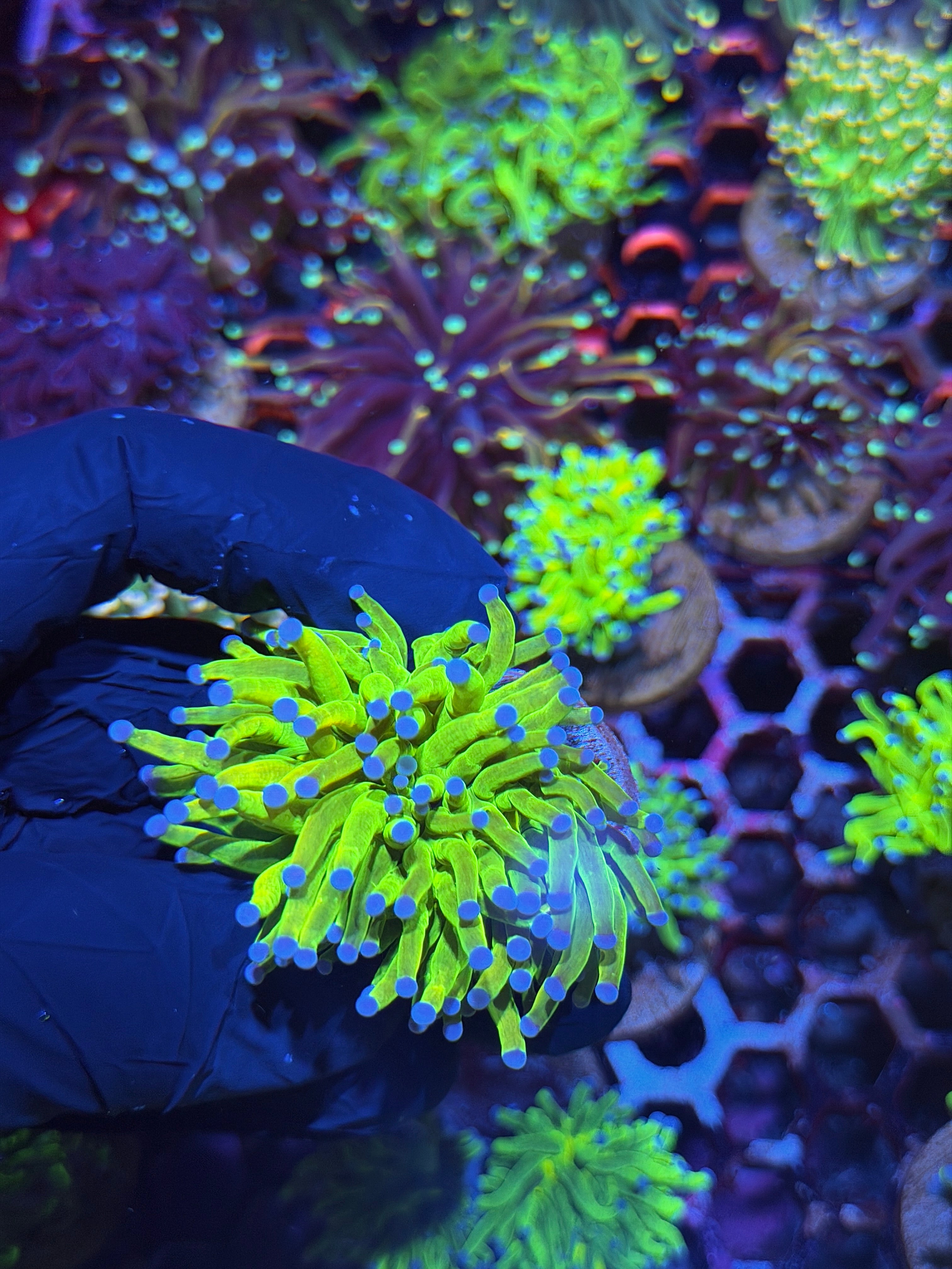 JEA Holy Grail Torch Coral 1 Head XL
