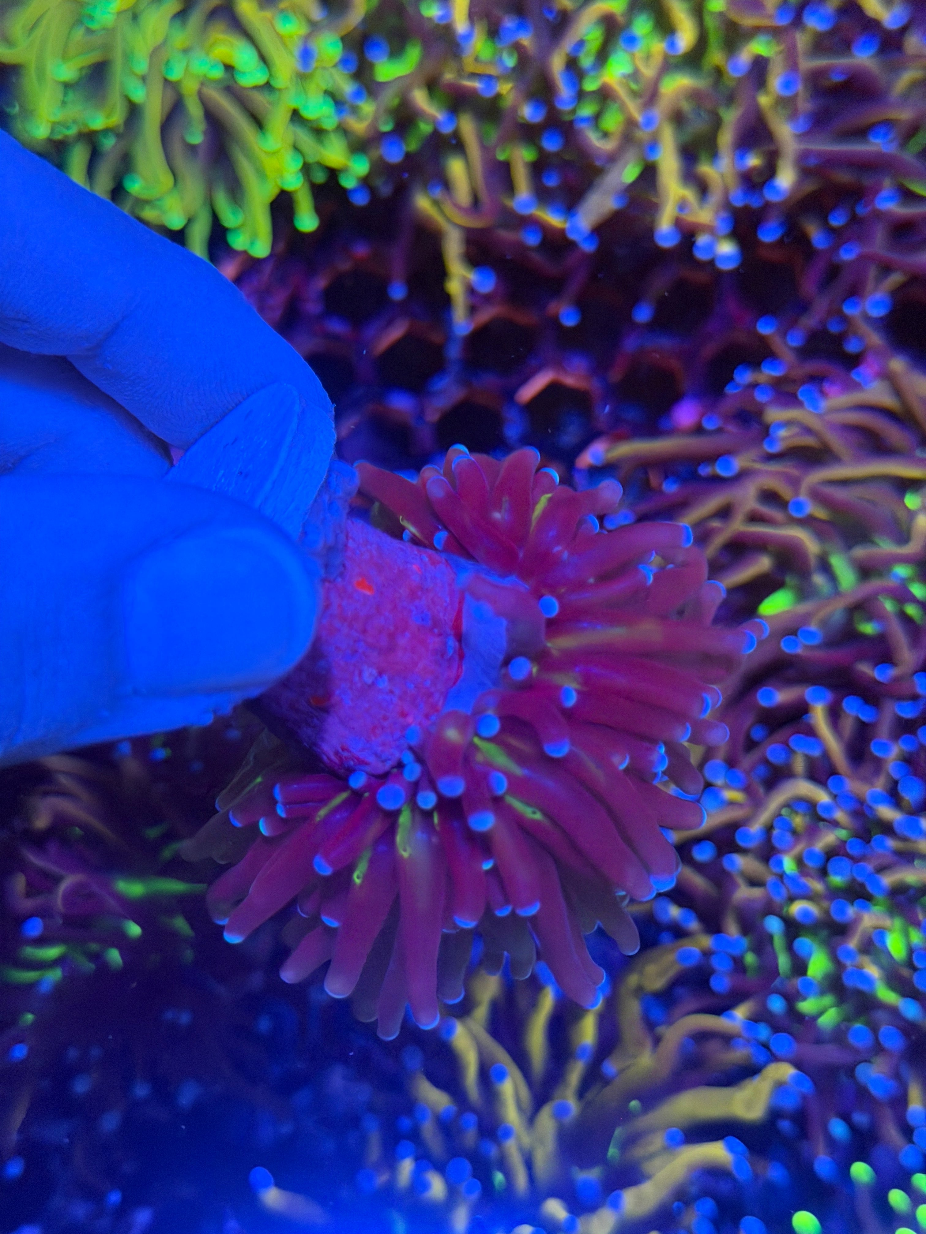 JEA Death Goddess 1 XL Head