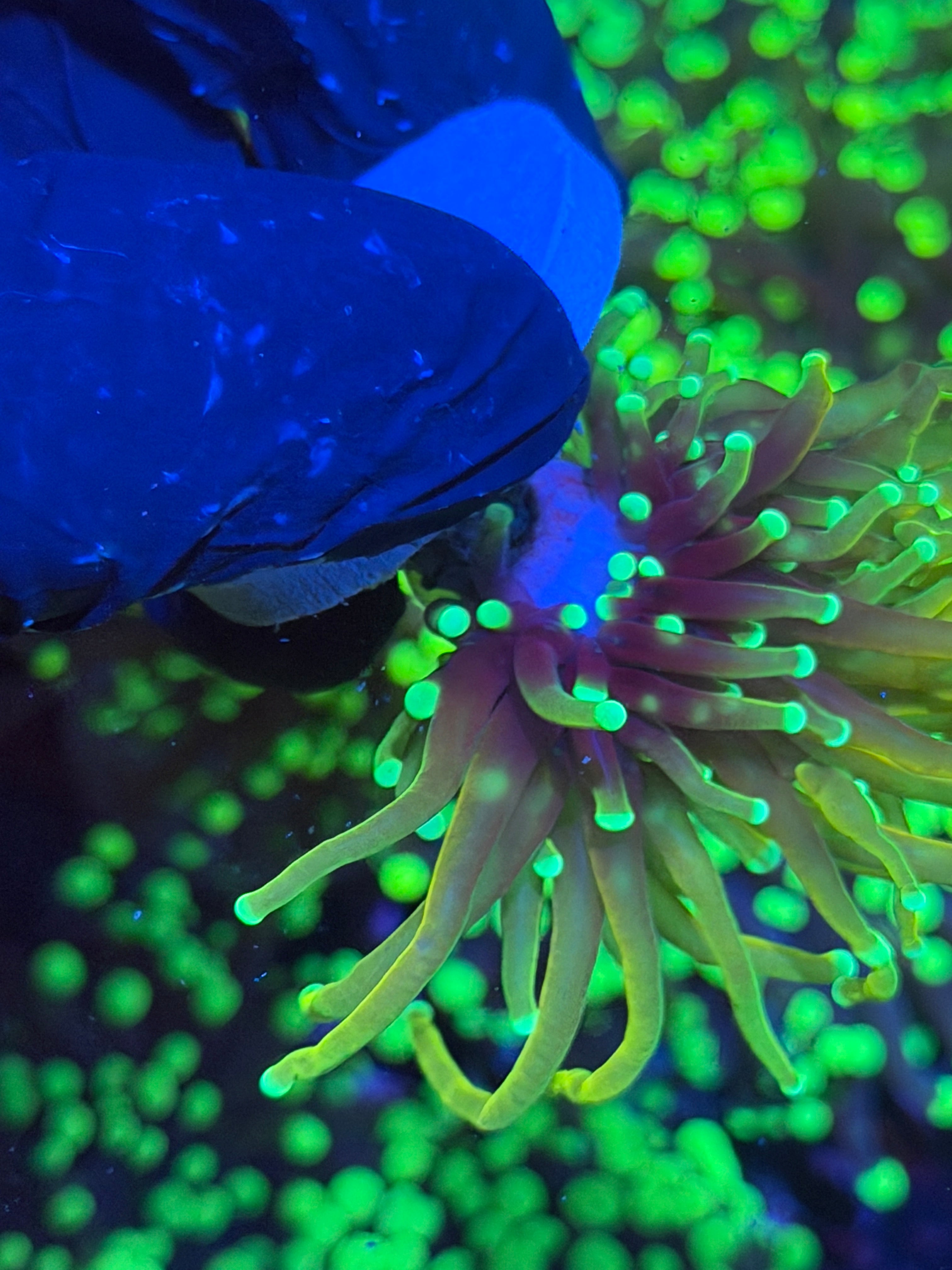 JEA Dragon Soul Torch Coral 1 Head