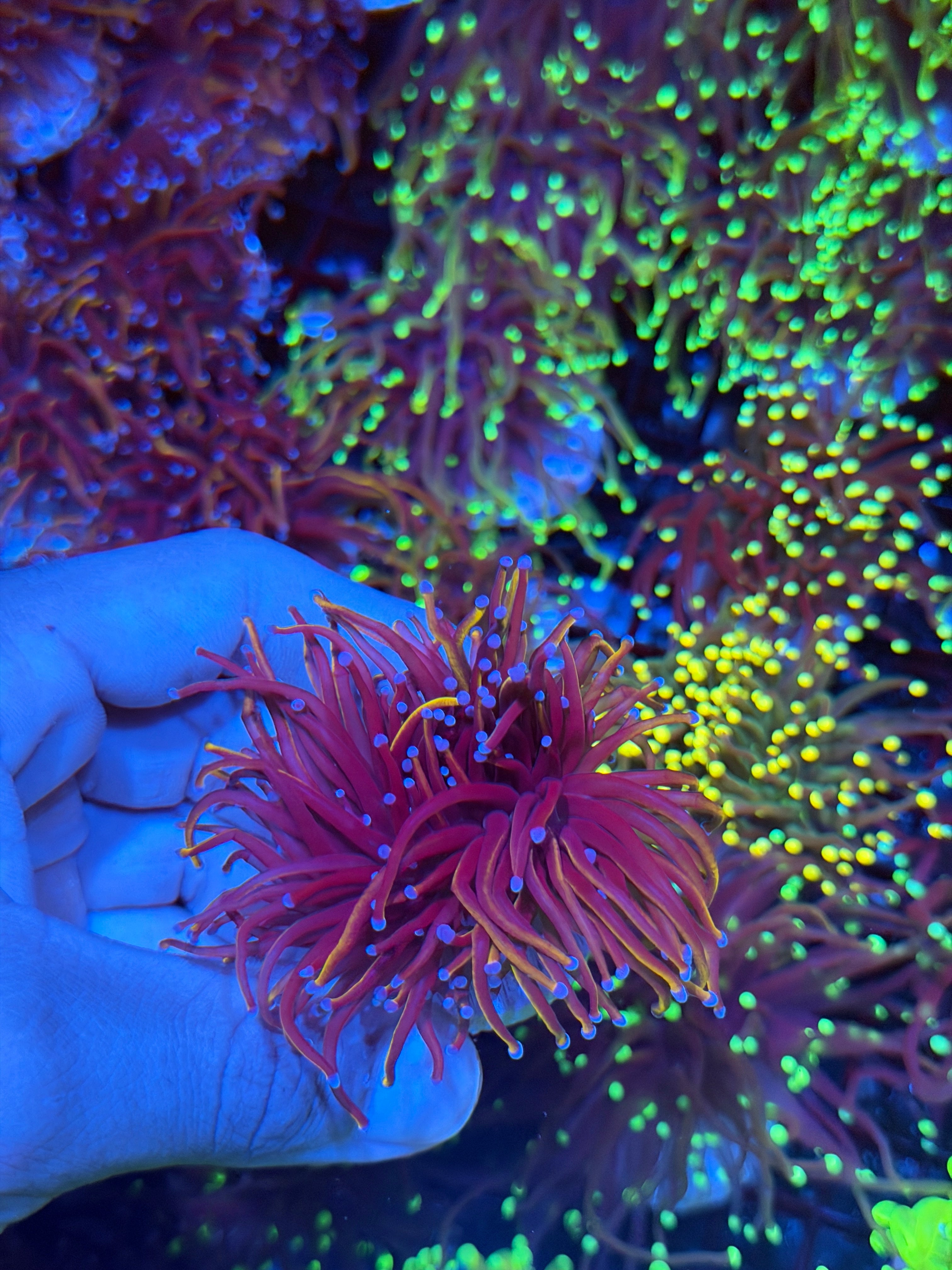 JEA Nightmare Torch Coral 2 Heads XL 9/11