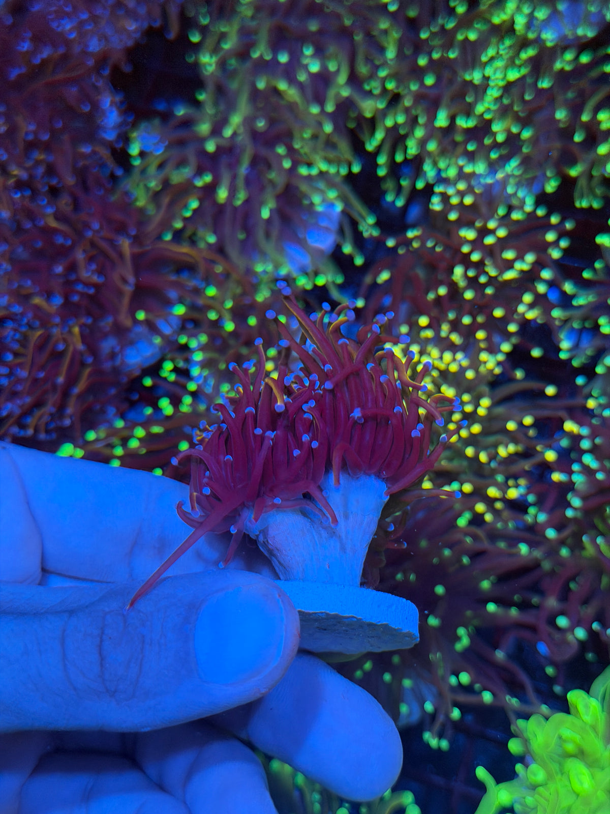 JEA Nightmare Torch Coral 2 Heads XL 9/11
