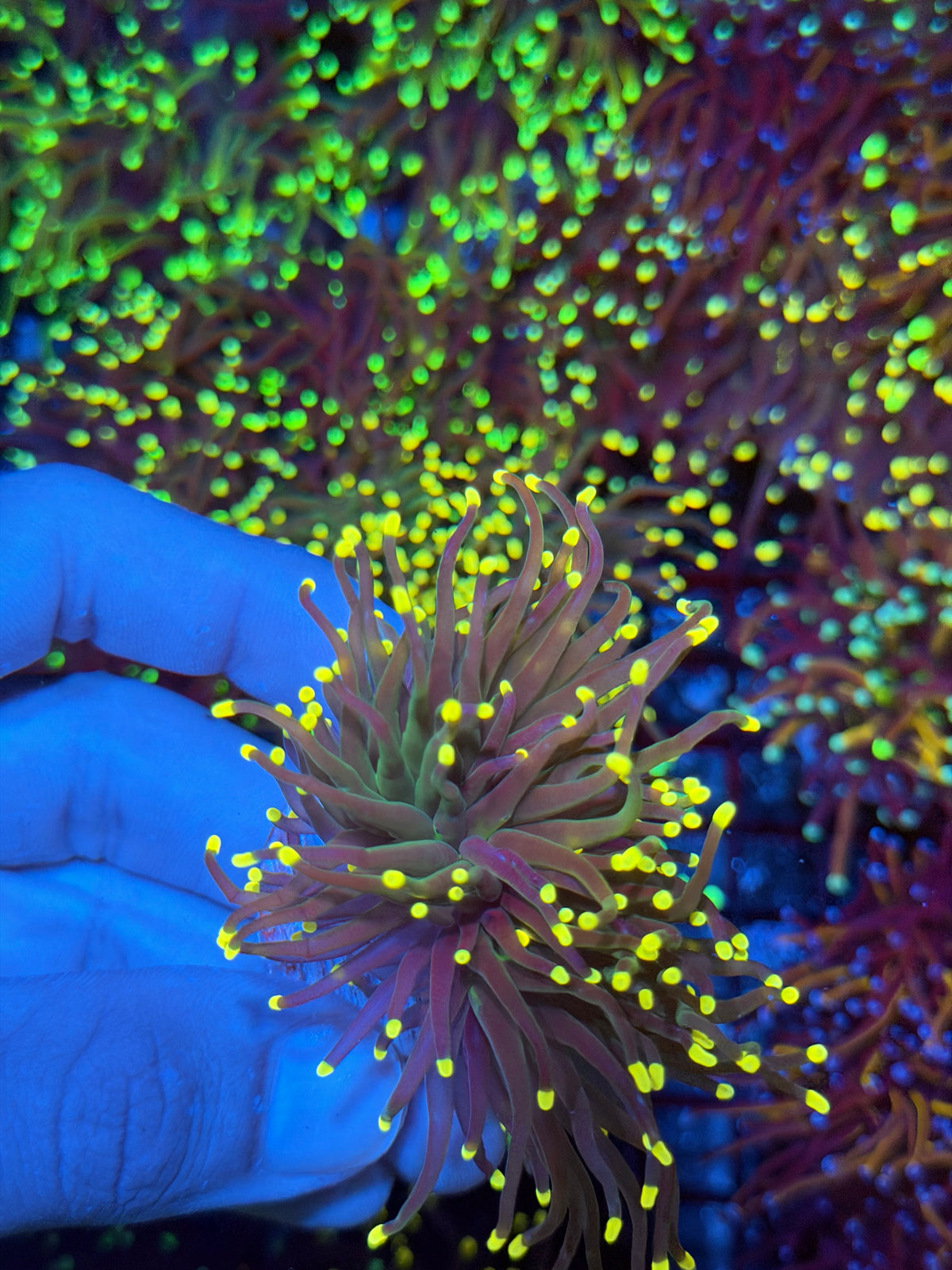 JEA Firefly Torch Coral 2 Heads Splitting XL 9/11