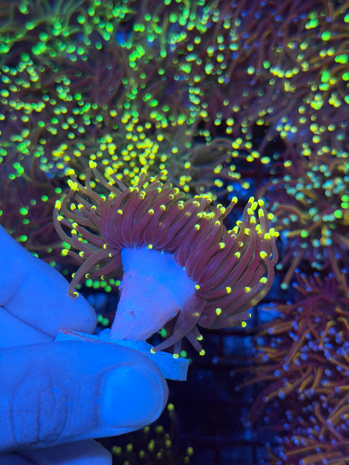 JEA Firefly Torch Coral 2 Heads Splitting XL 9/11