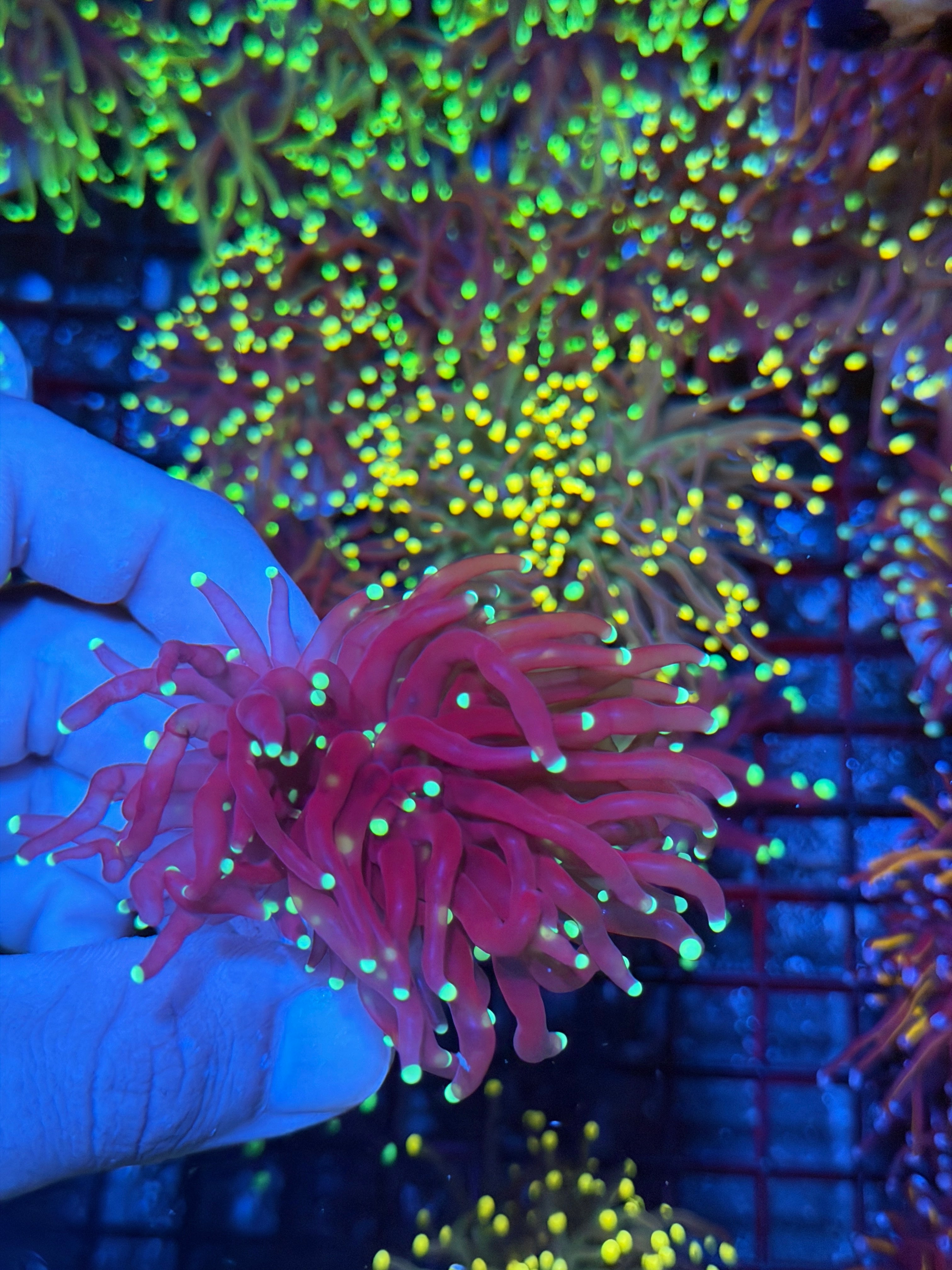 JEA Purple Tiger Torch Coral Cluster Splitting to 3 9/11