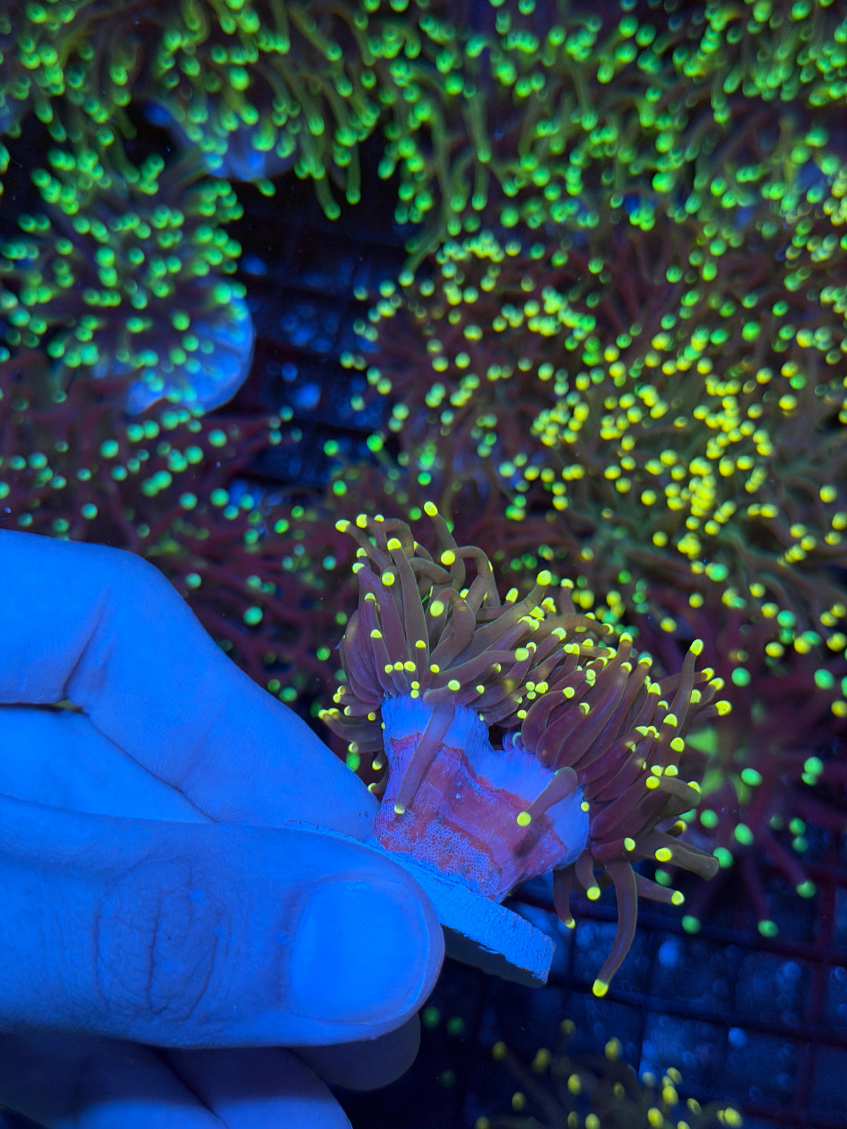 JEA Firefly Torch Coral 2 Heads XL 9/11