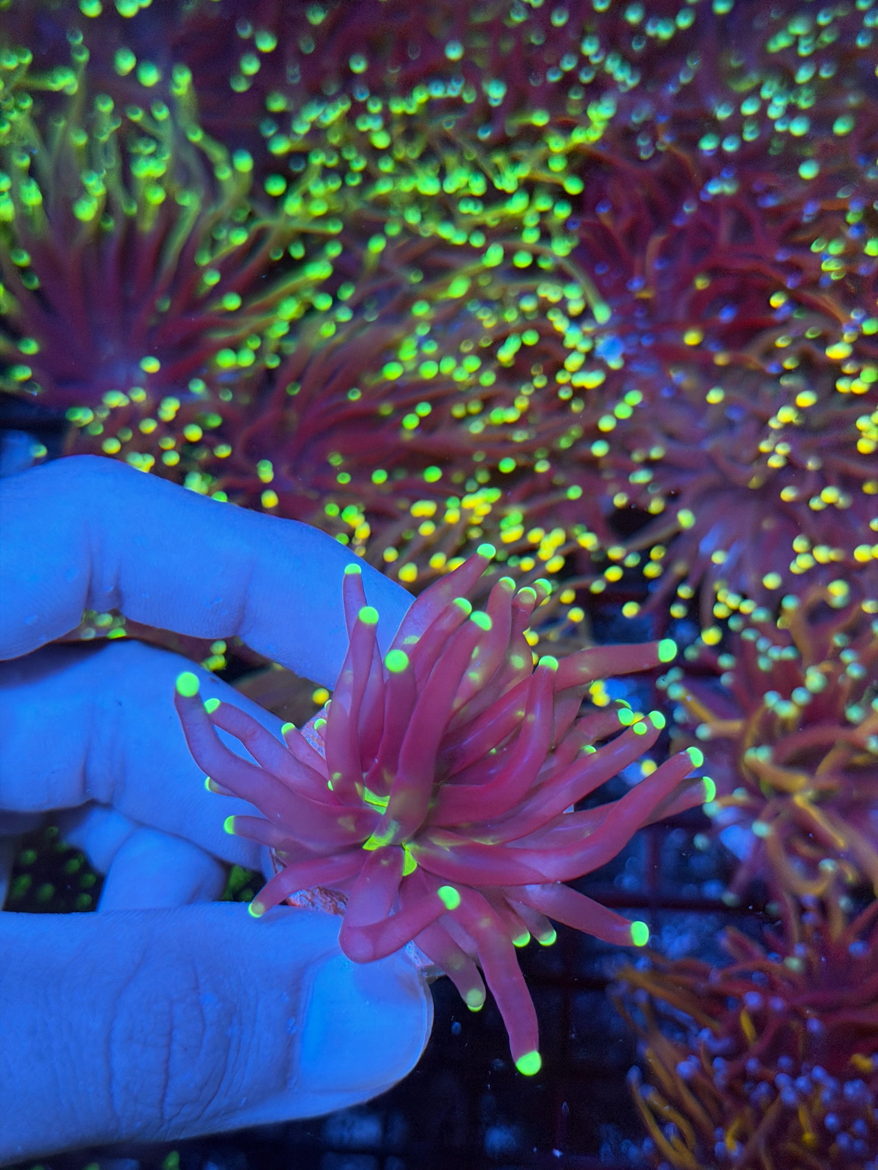 JEA Medusa Torch Coral 1 Head 9/11