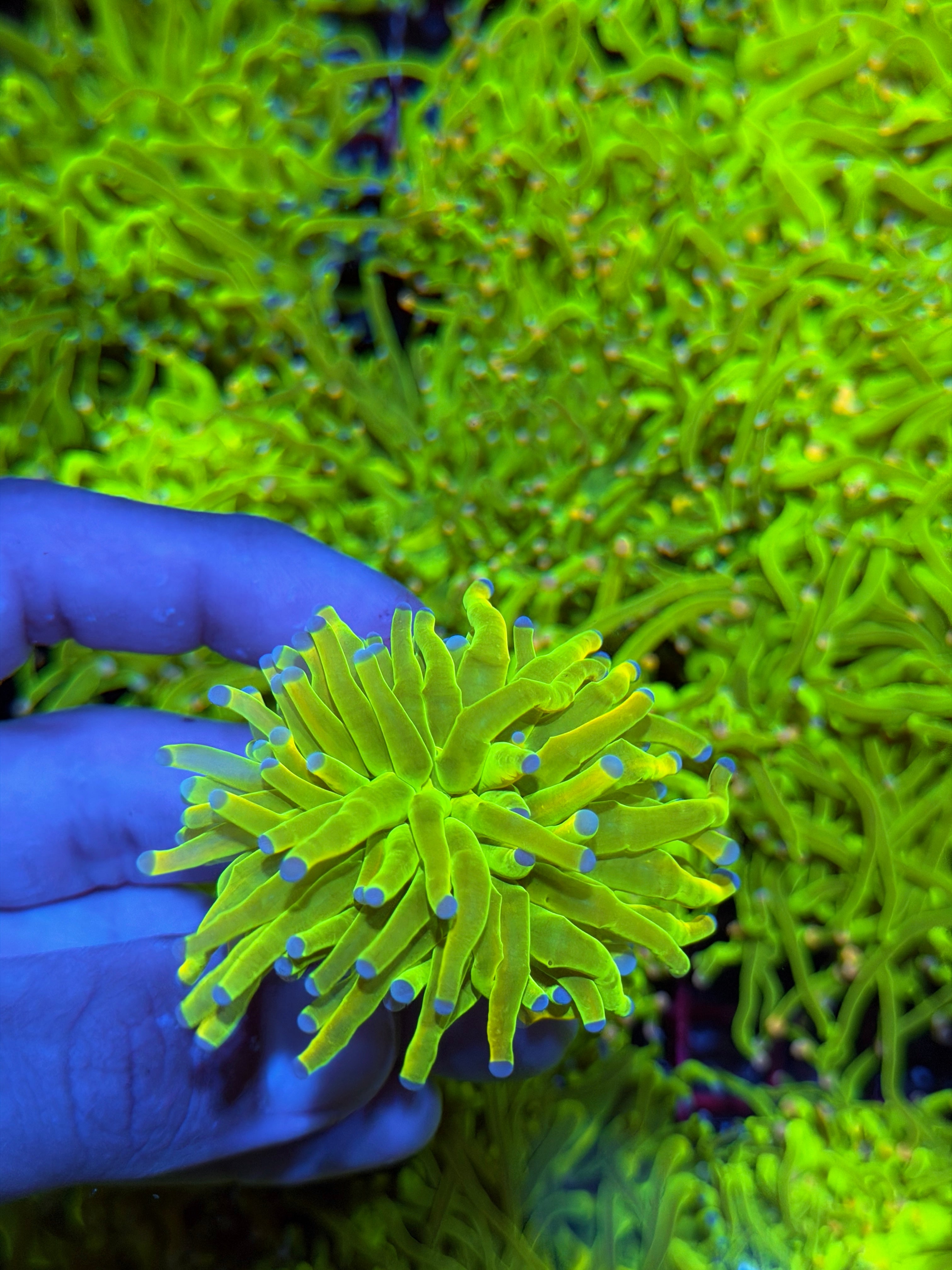 JEA Holy Grail Torch Coral 1 XXL Head BRIGHT 9/11