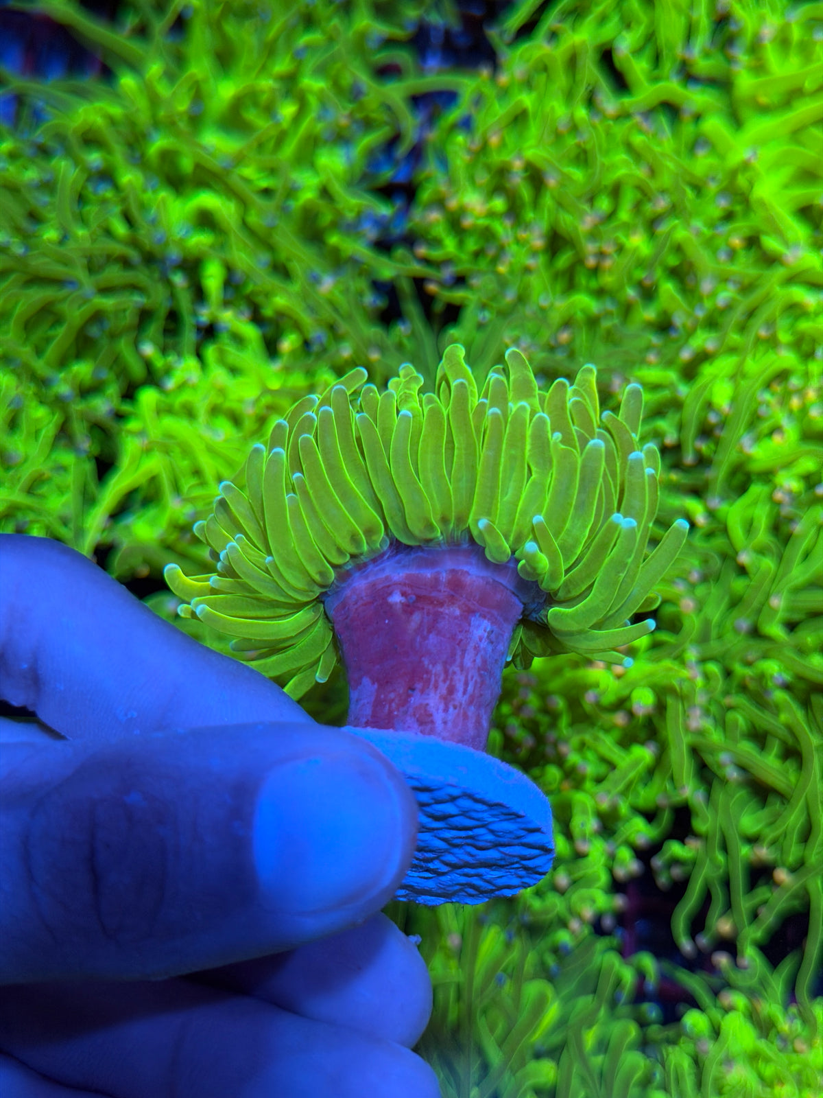 JEA White Widow Holy Grail Torch Coral 1 XXL Head BRIGHT 9/11
