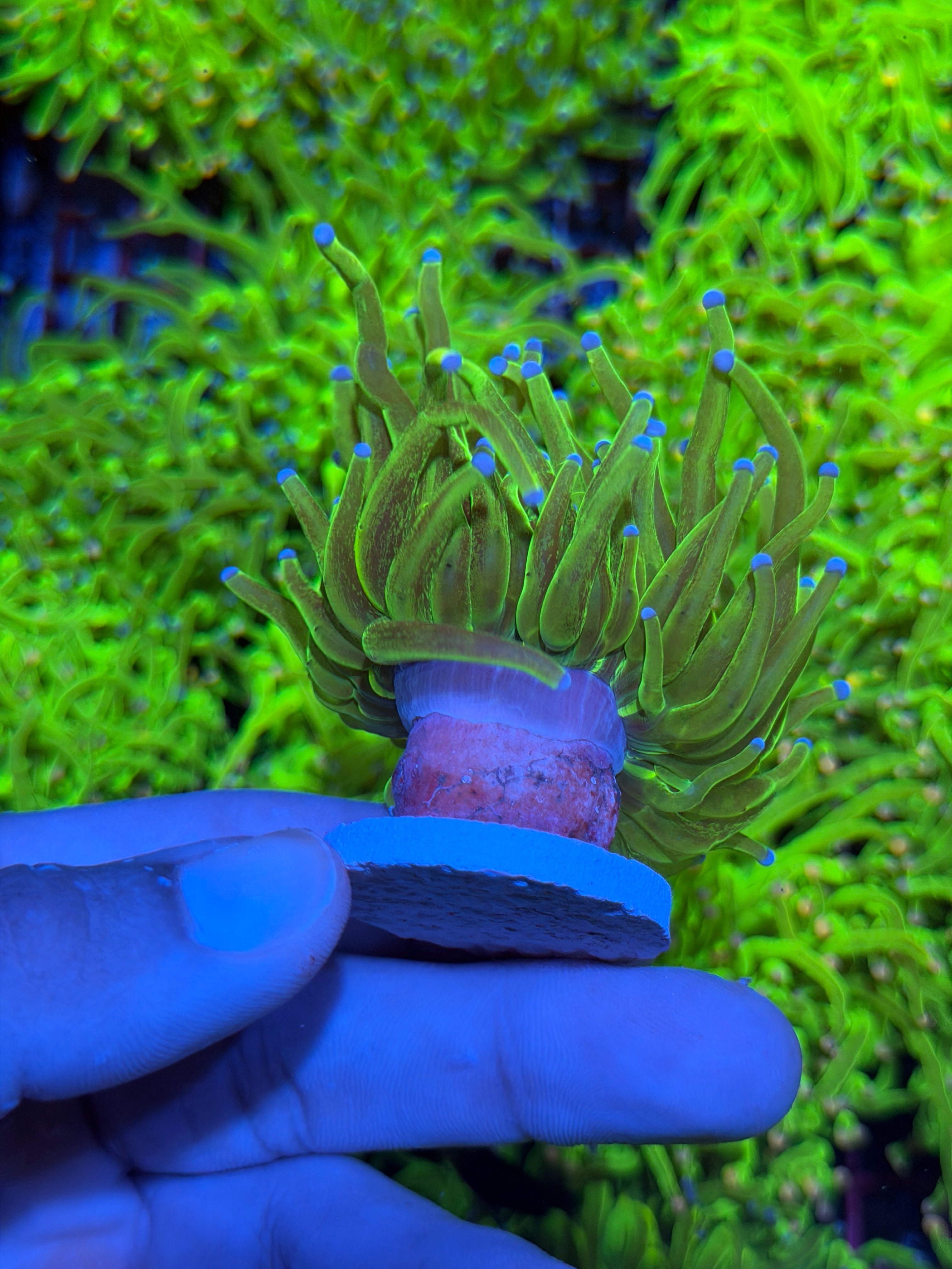 JEA Grafted Glitter Holy Grail Torch Coral 1 XXL Head 9/11