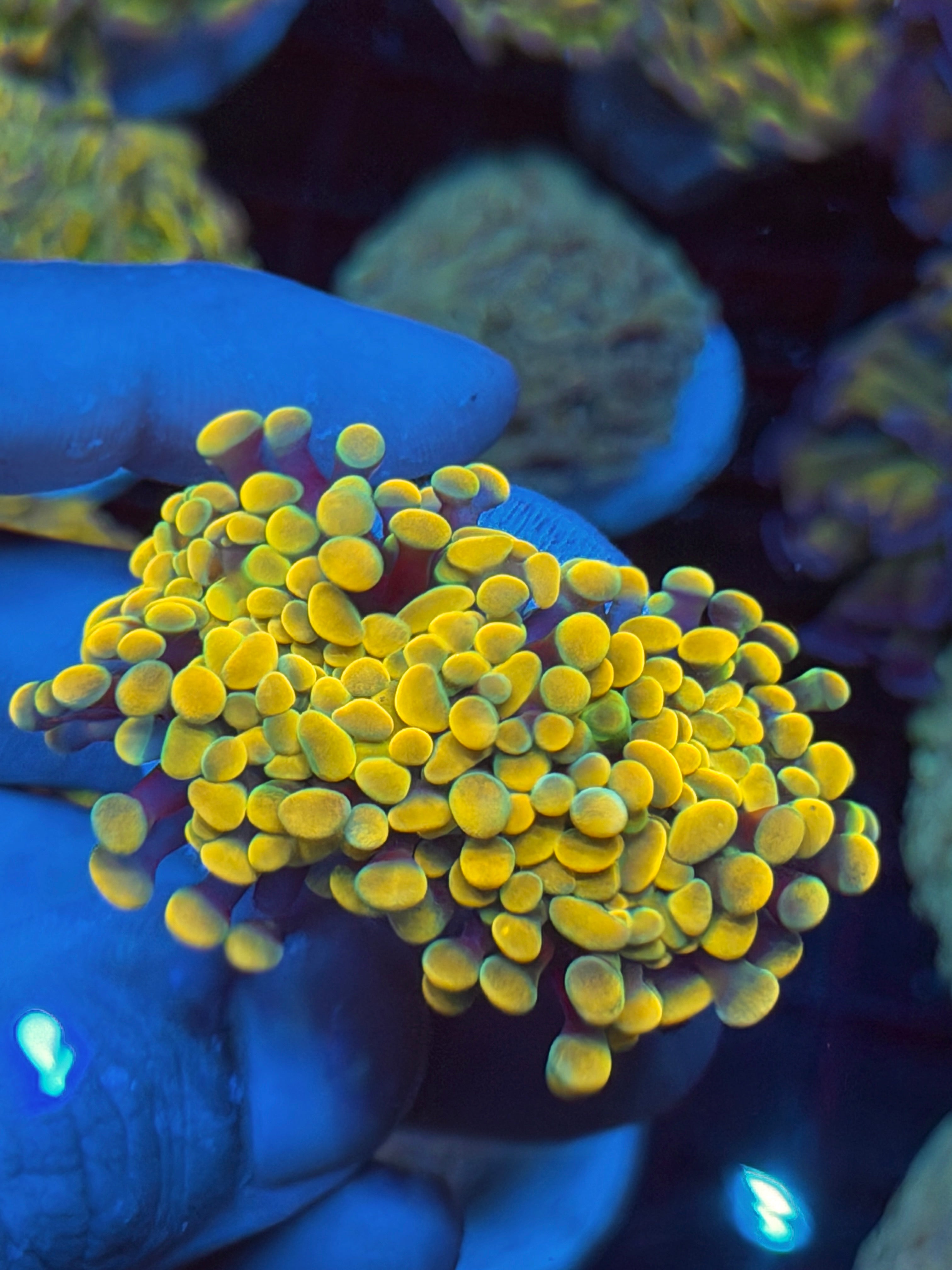 JEA Holy Grail Hammer Coral 2 Heads XXL BRIGHT 9/11