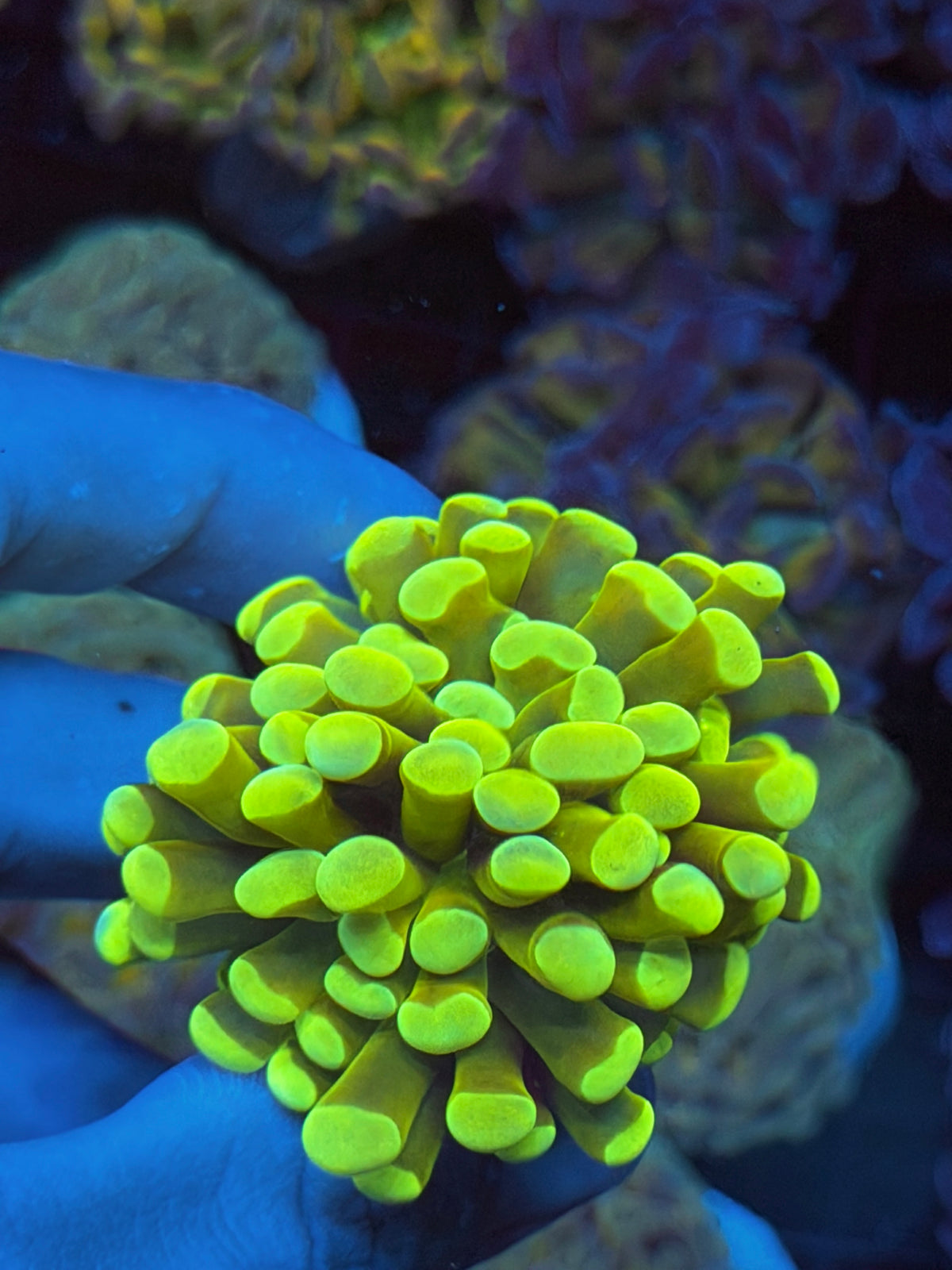 JEA Banana Hammer Coral 1 XXL Head Bright *Only Frag Available* 9/11