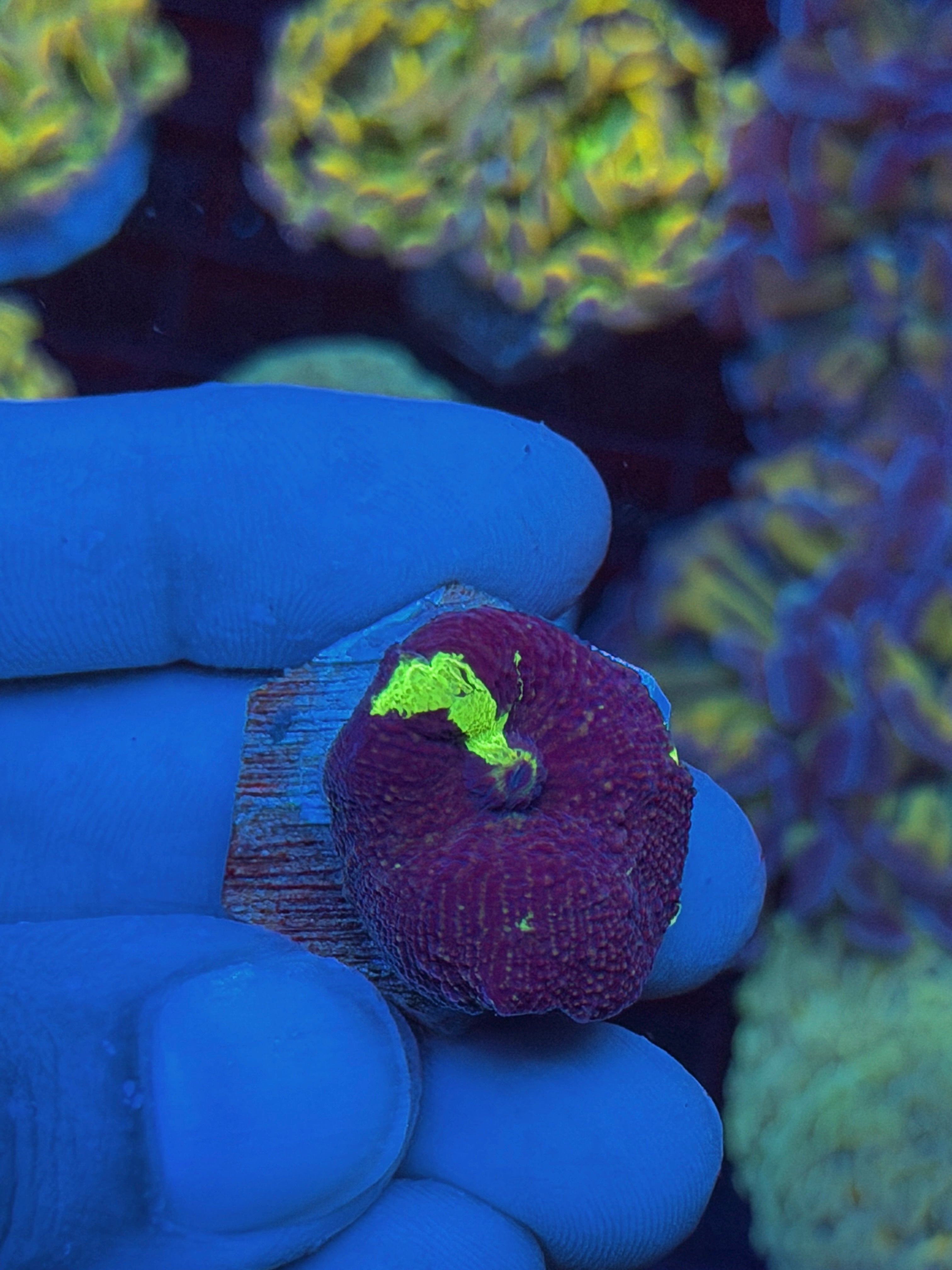 JEA Acid Trip Jawbreaker Mushroom Coral *Last One Available* 9/11