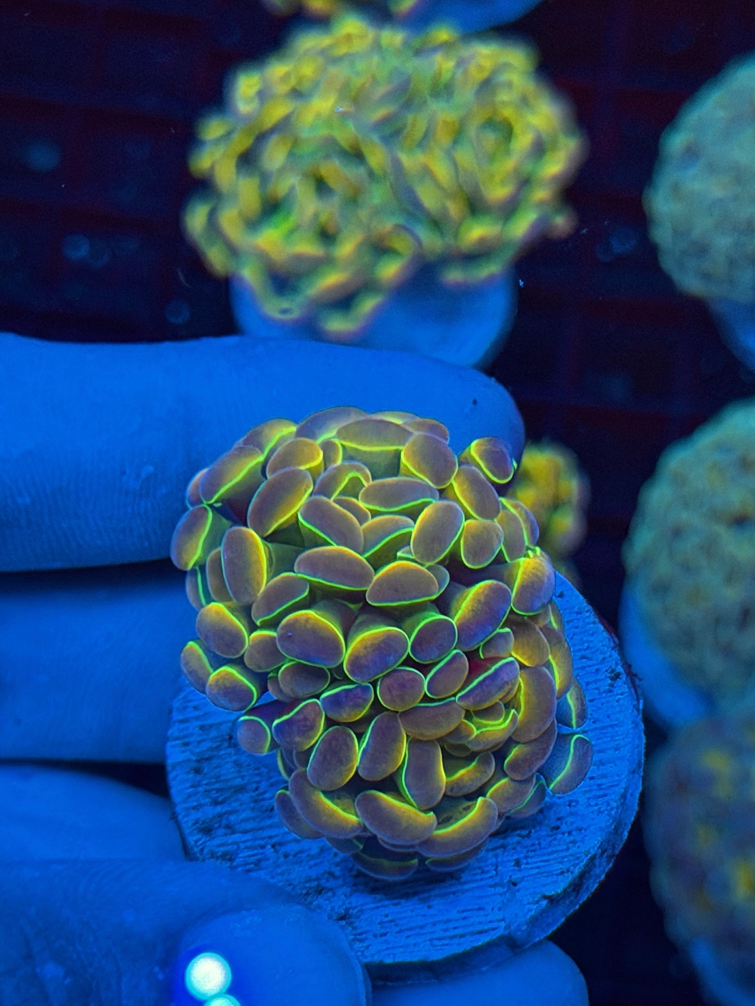 JEA Rainbow Dreams Hologram Hammer Coral 2 Heads BRIGHT 9/11