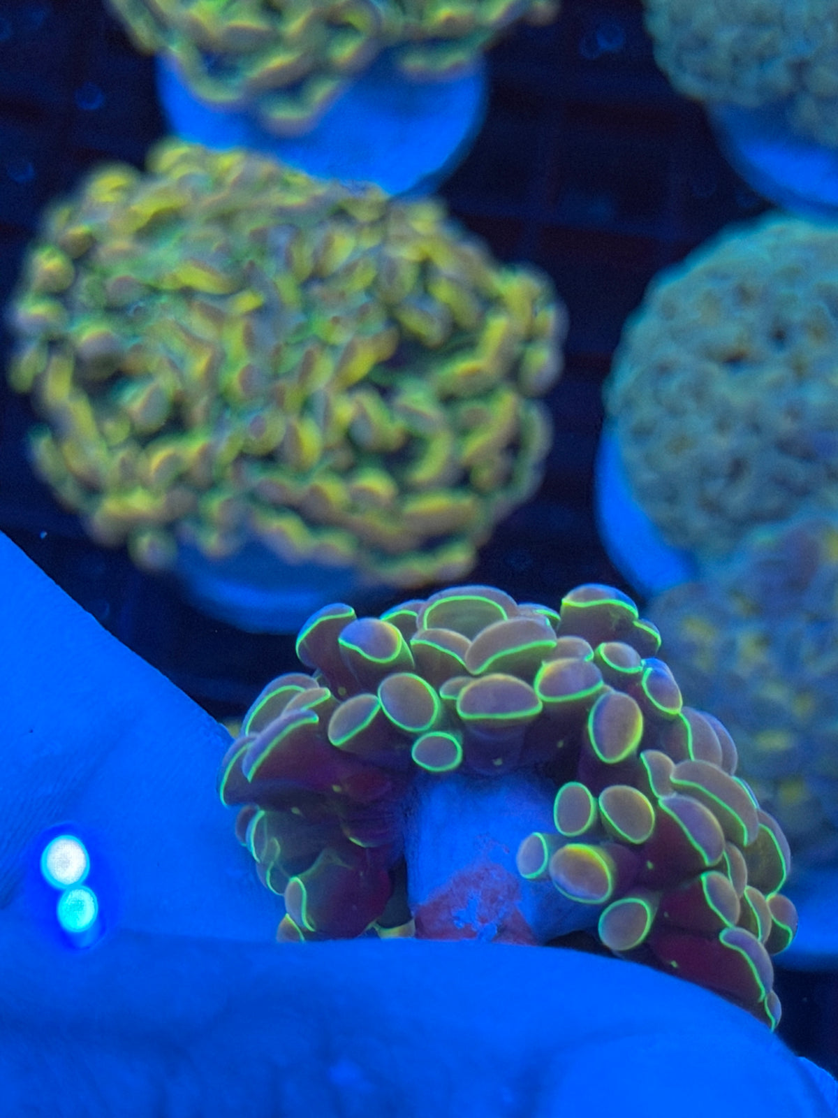 JEA Rainbow Dreams Hologram Hammer Coral 2 Heads BRIGHT 9/11