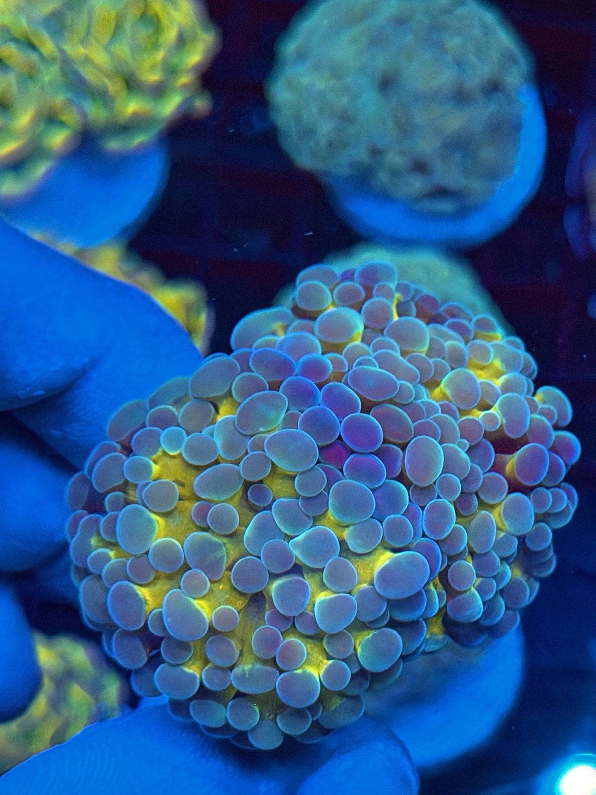 JEA Rainbow Blaster Hammer Coral 2 Heads XL *Collectors Piece* 9/11