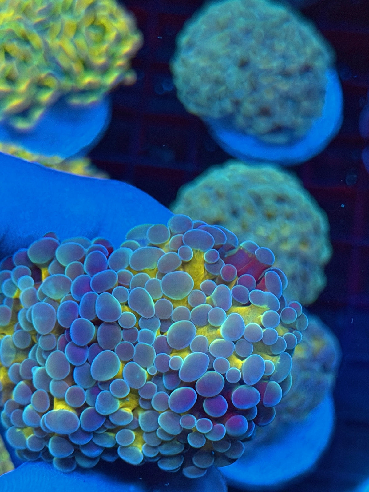 JEA Rainbow Blaster Hammer Coral 2 Heads XL *Collectors Piece* 9/11