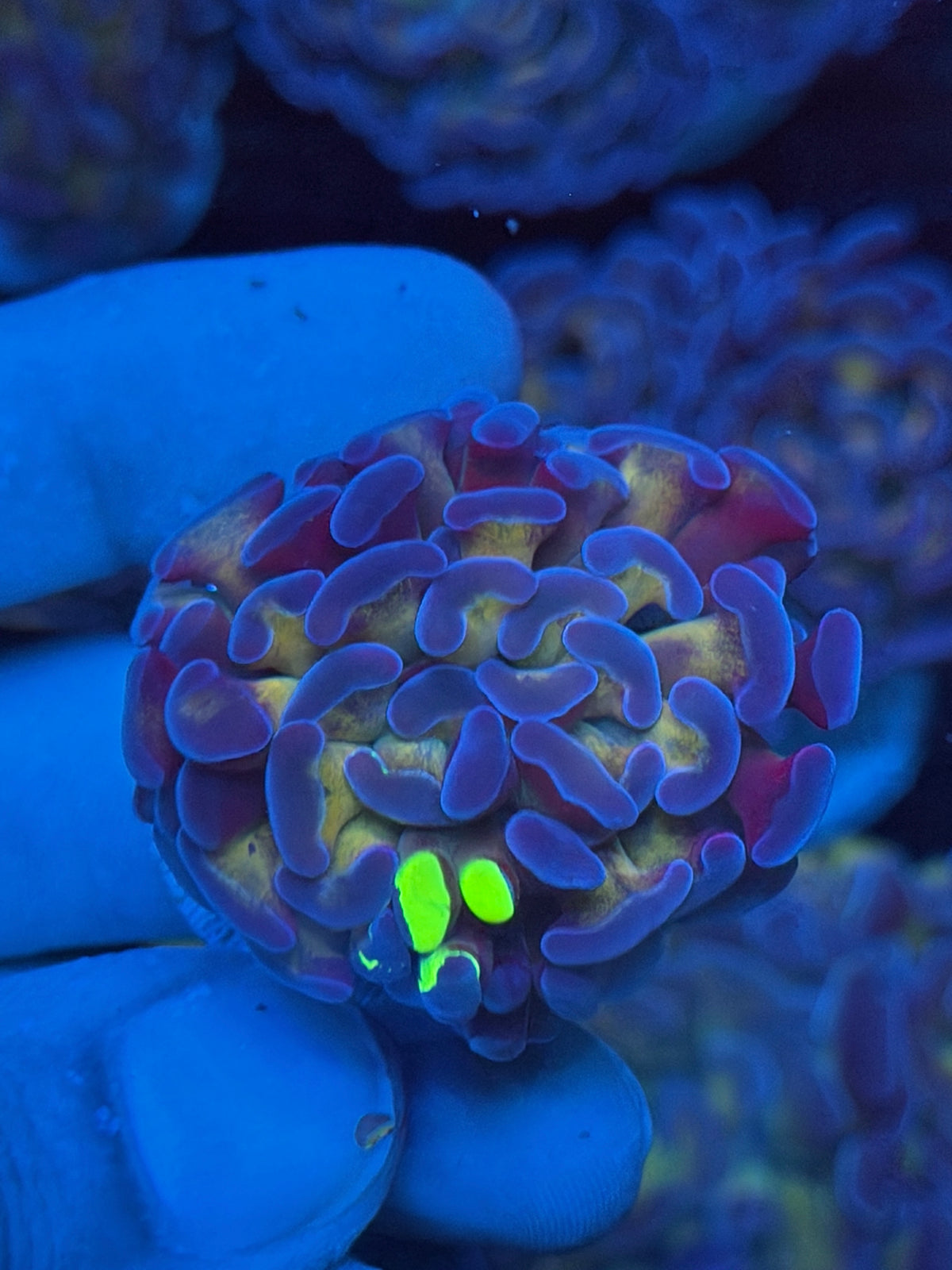 JEA Grafted Goldmember Hammer Coral *Only Frag Available* 9/11