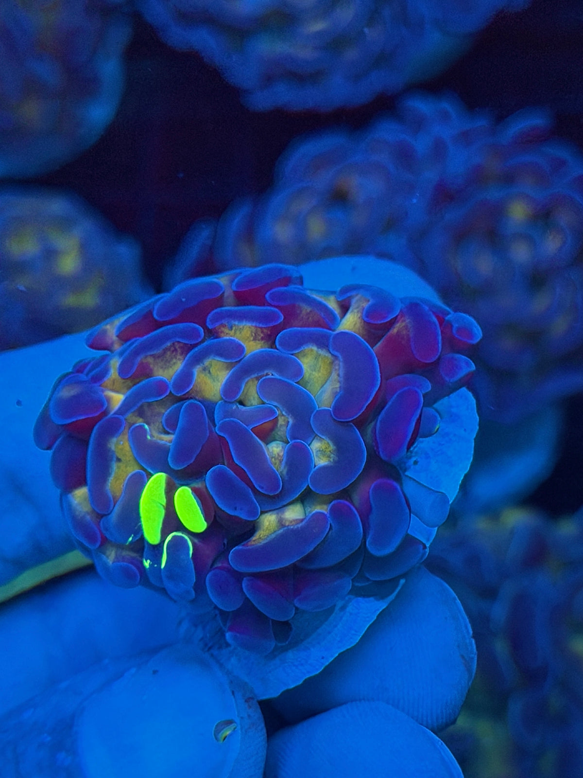 JEA Grafted Goldmember Hammer Coral *Only Frag Available* 9/11