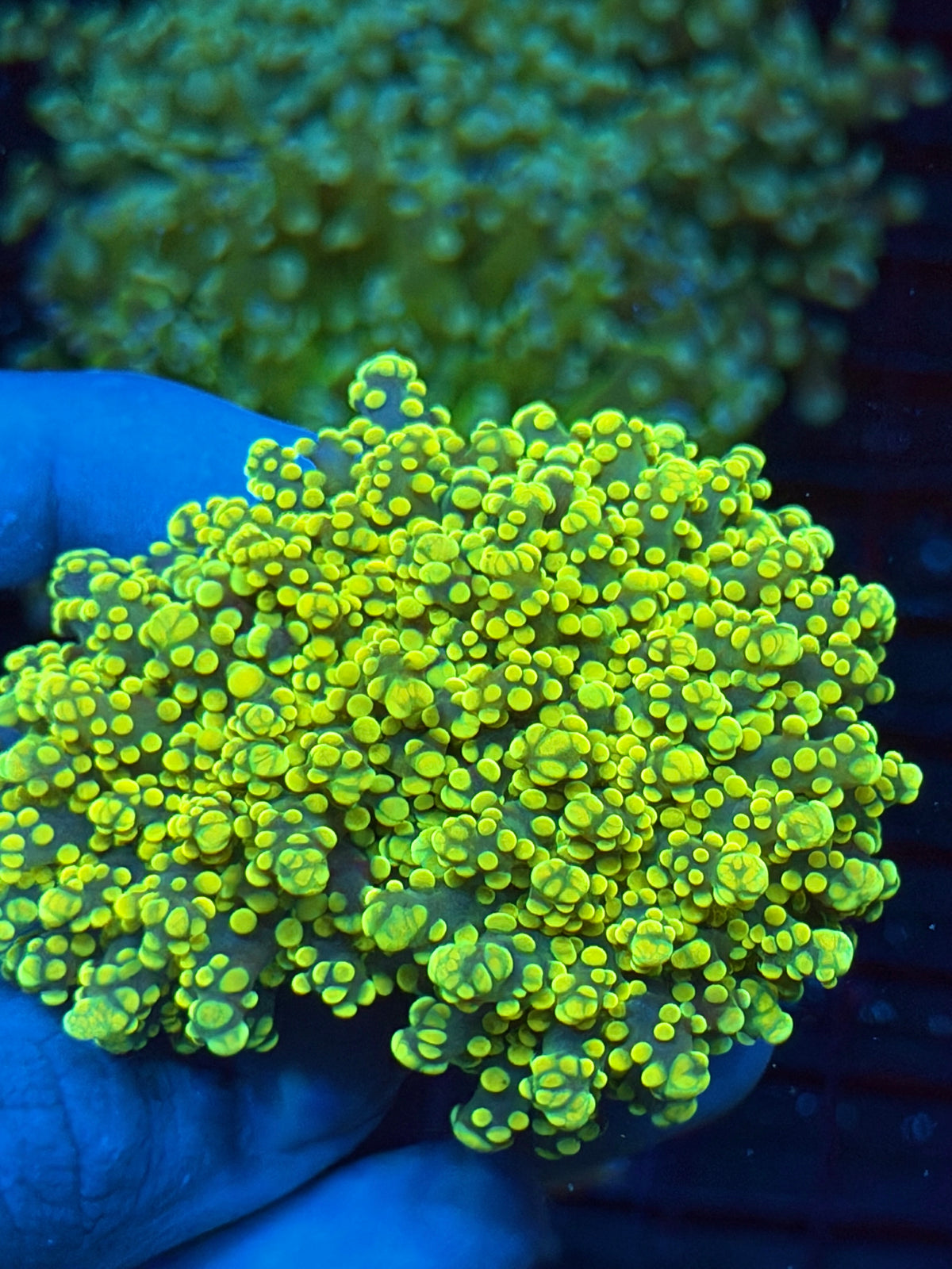 JEA Banana Frogspawn Coral Cluster Splitting to 3 XXXL 9/11