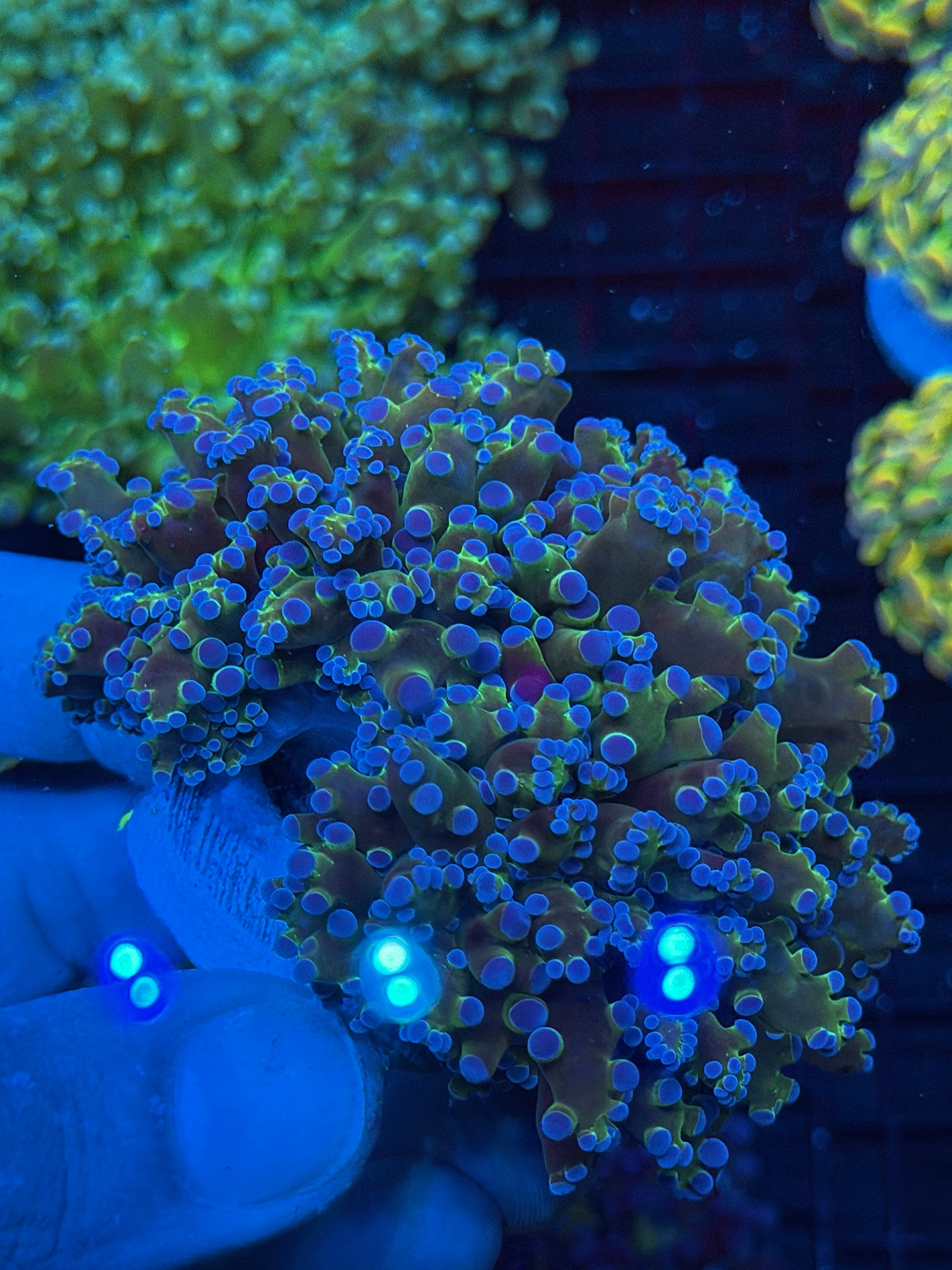 JEA Blue Magic Frogspawn Coral Colony XXXL Show Piece 9/11