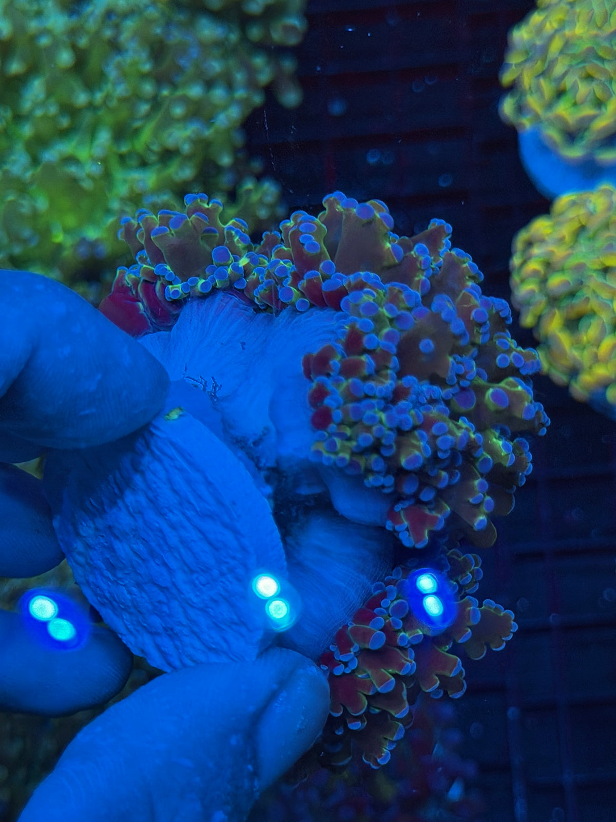 JEA Blue Magic Frogspawn Coral Colony XXXL Show Piece 9/11
