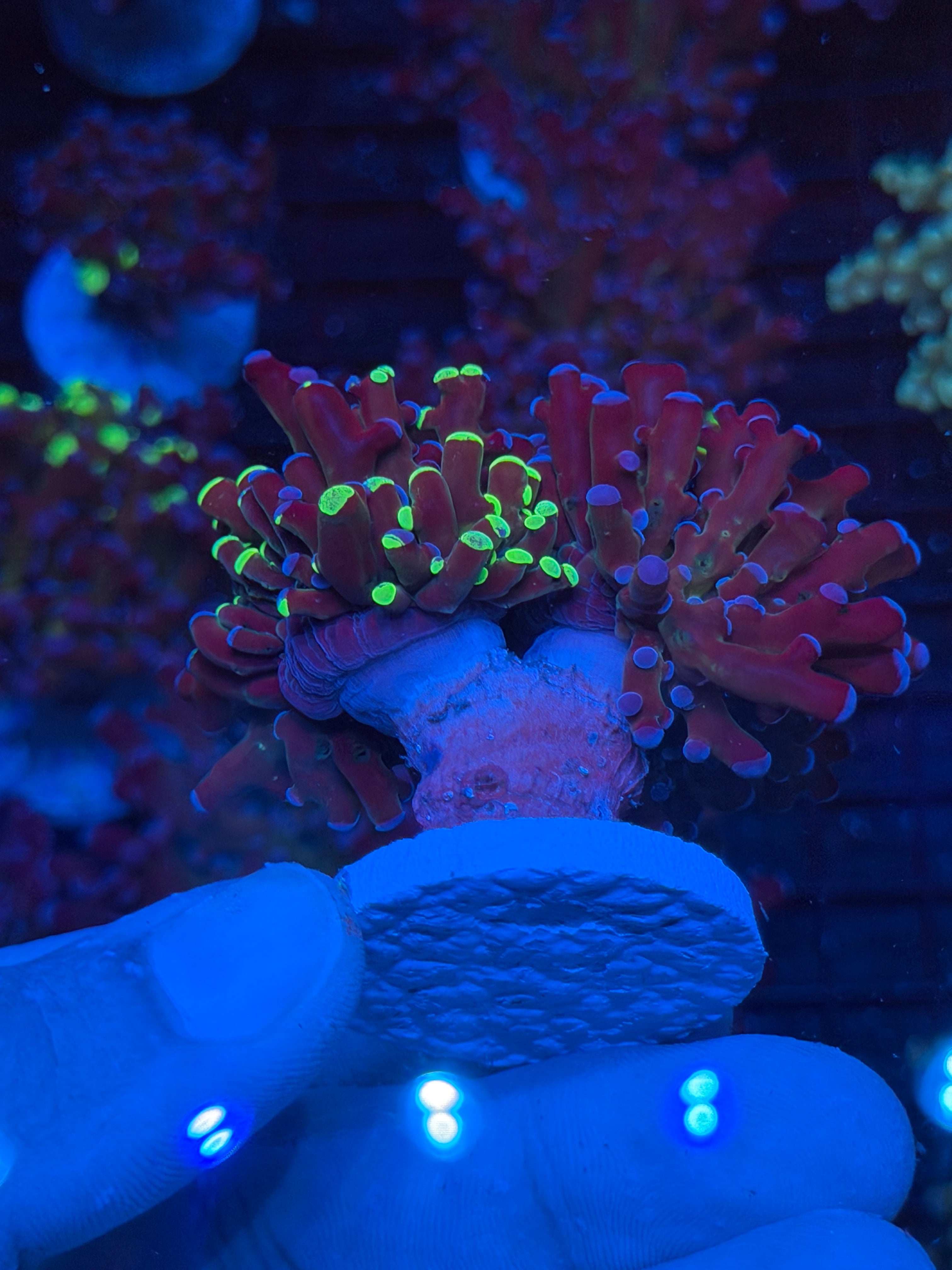 JEA Grafted Mardi Gras Frogspawn Coral 2 Heads XXL 9/11