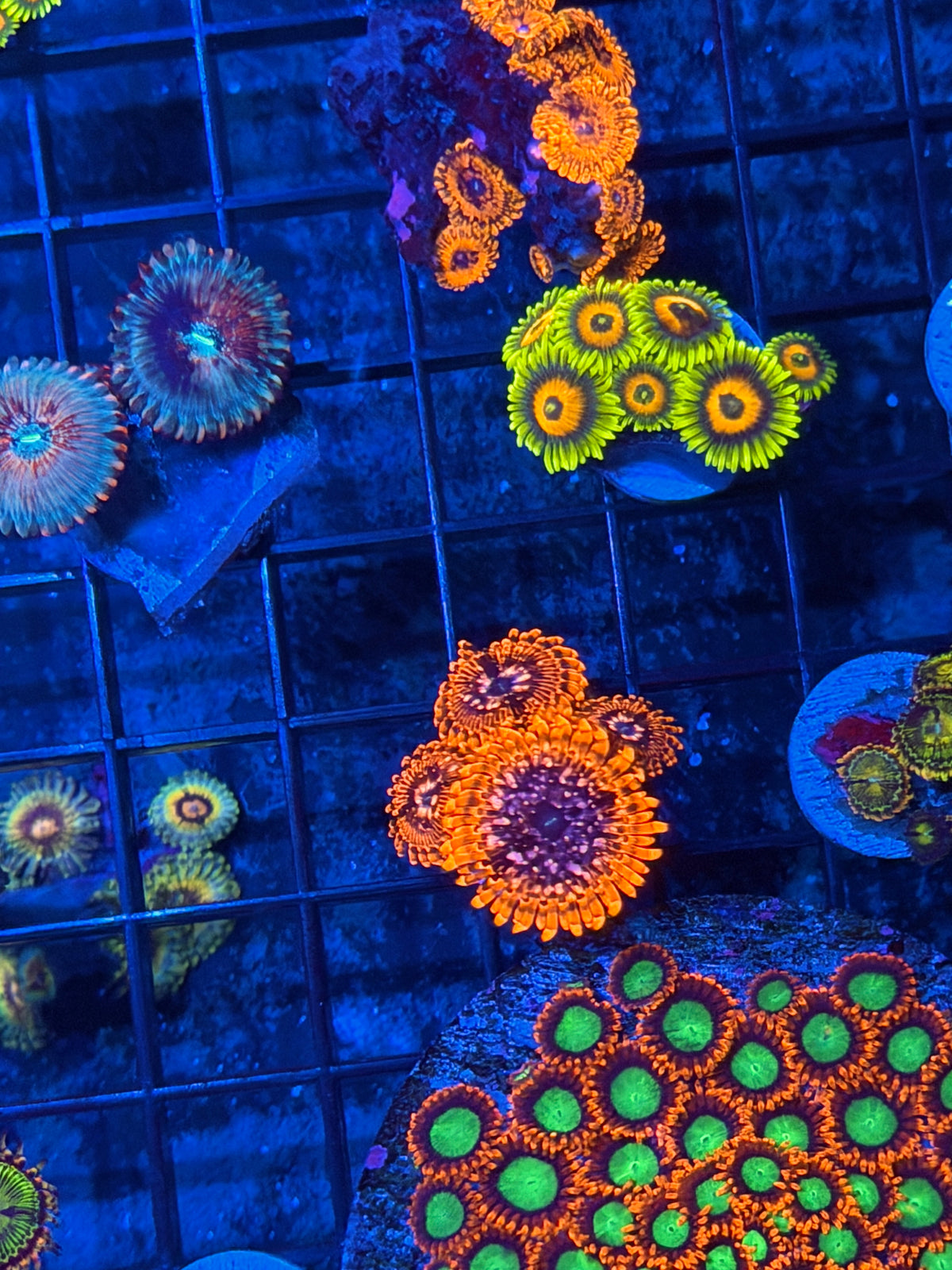 JEA Utter Chaos Zoanthid Coral 4 Polyps XL 9/11