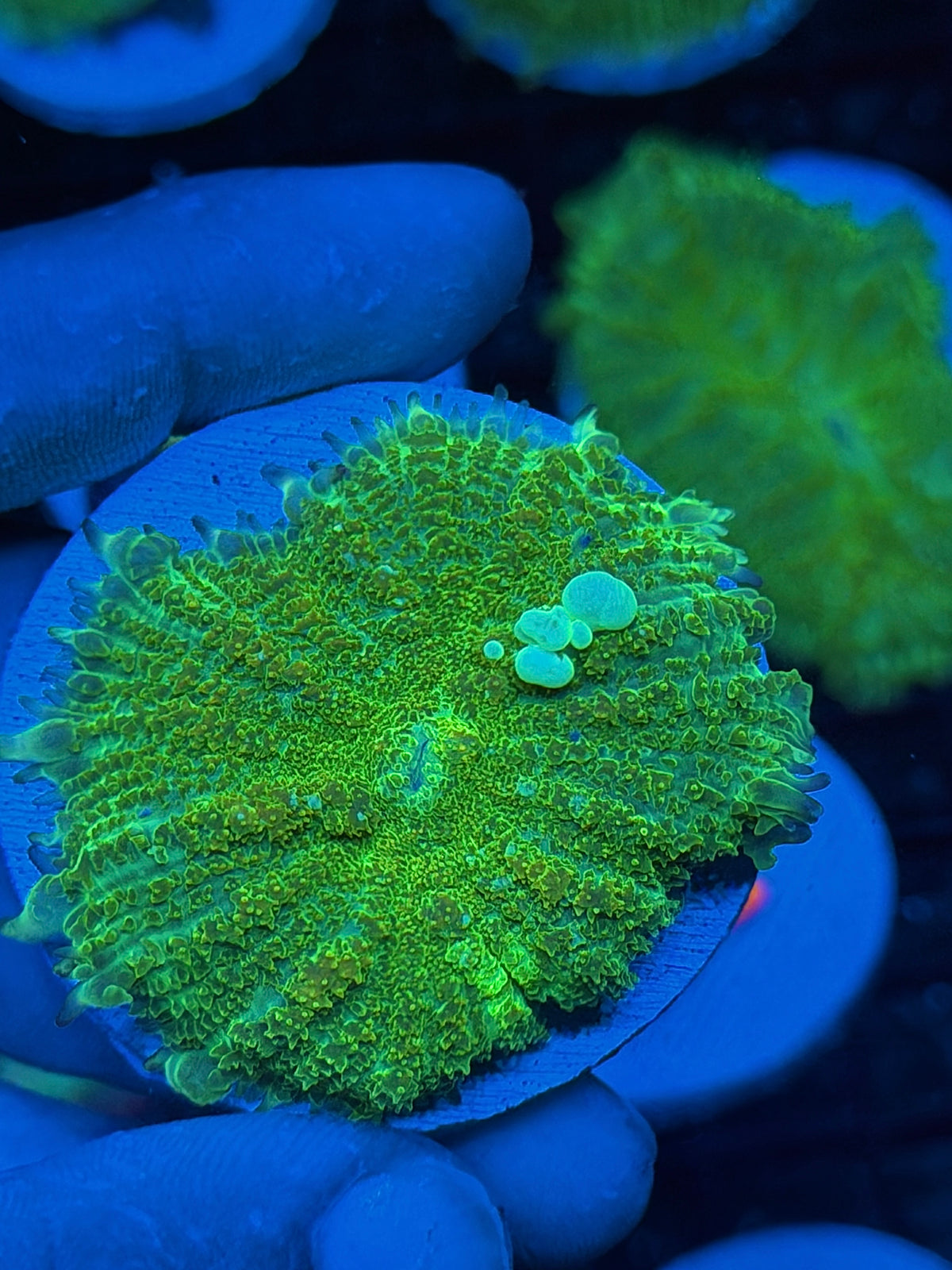 JEA TMNT Bounce Mushroom Coral XXXL 2" 9/11