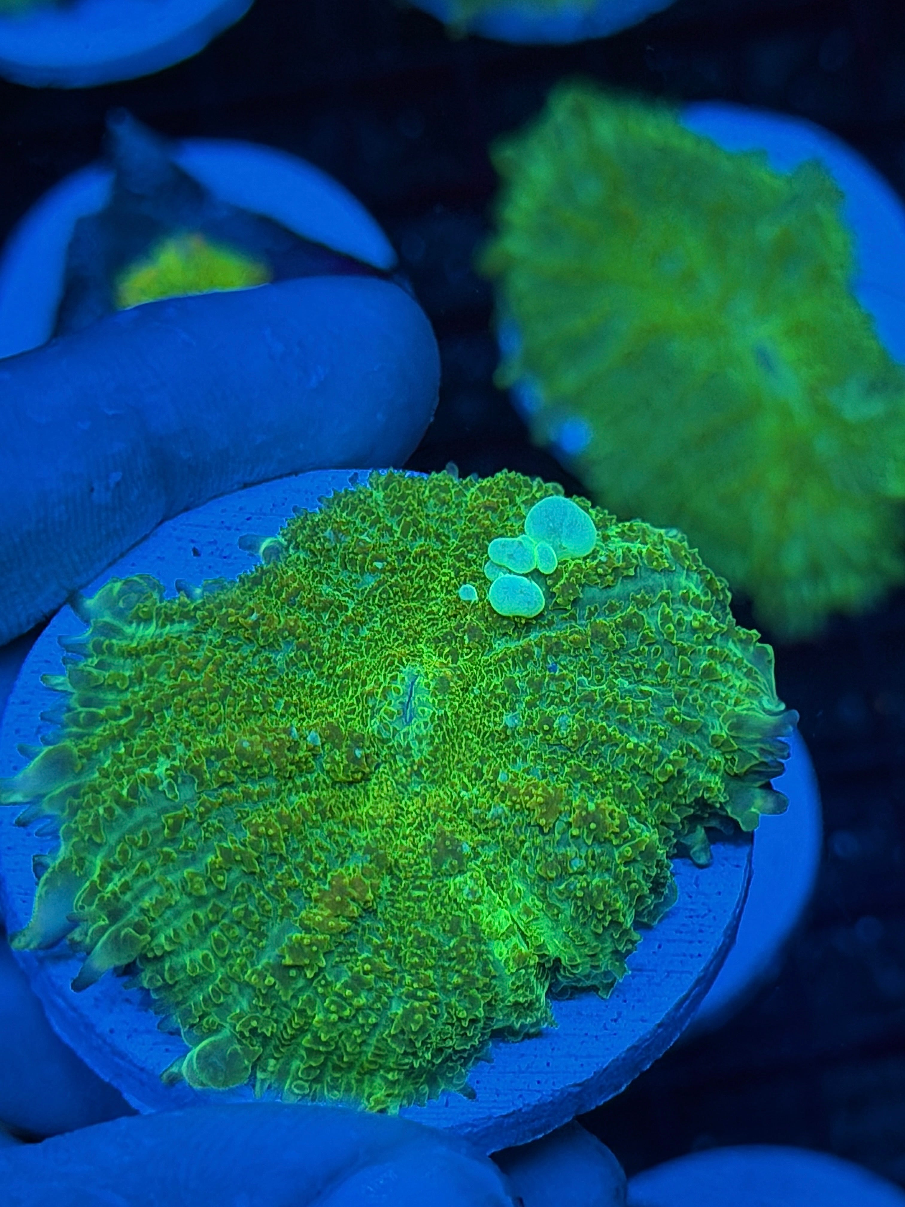 JEA TMNT Bounce Mushroom Coral XXXL 2" 9/11