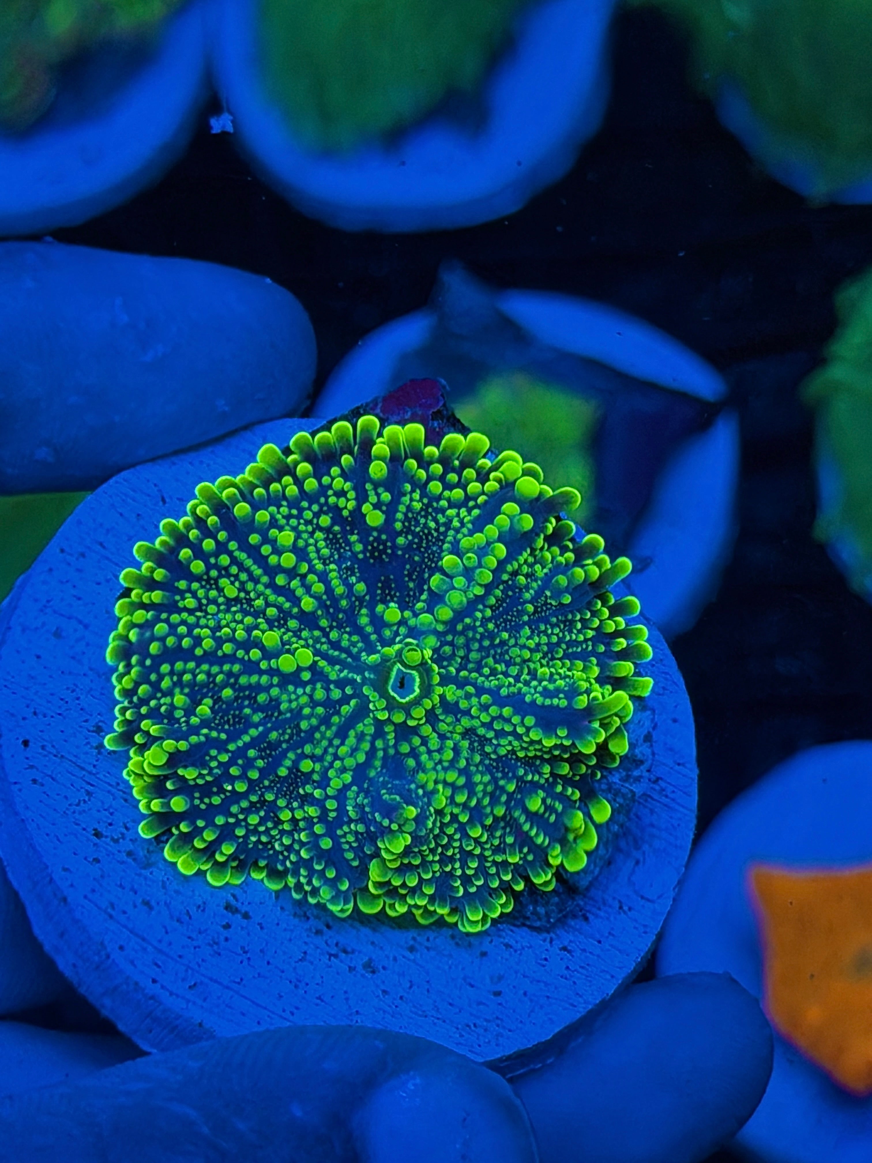 JEA Bubonic Plague Yuma Mushroom Coral XL Bright 1.5" 9/11