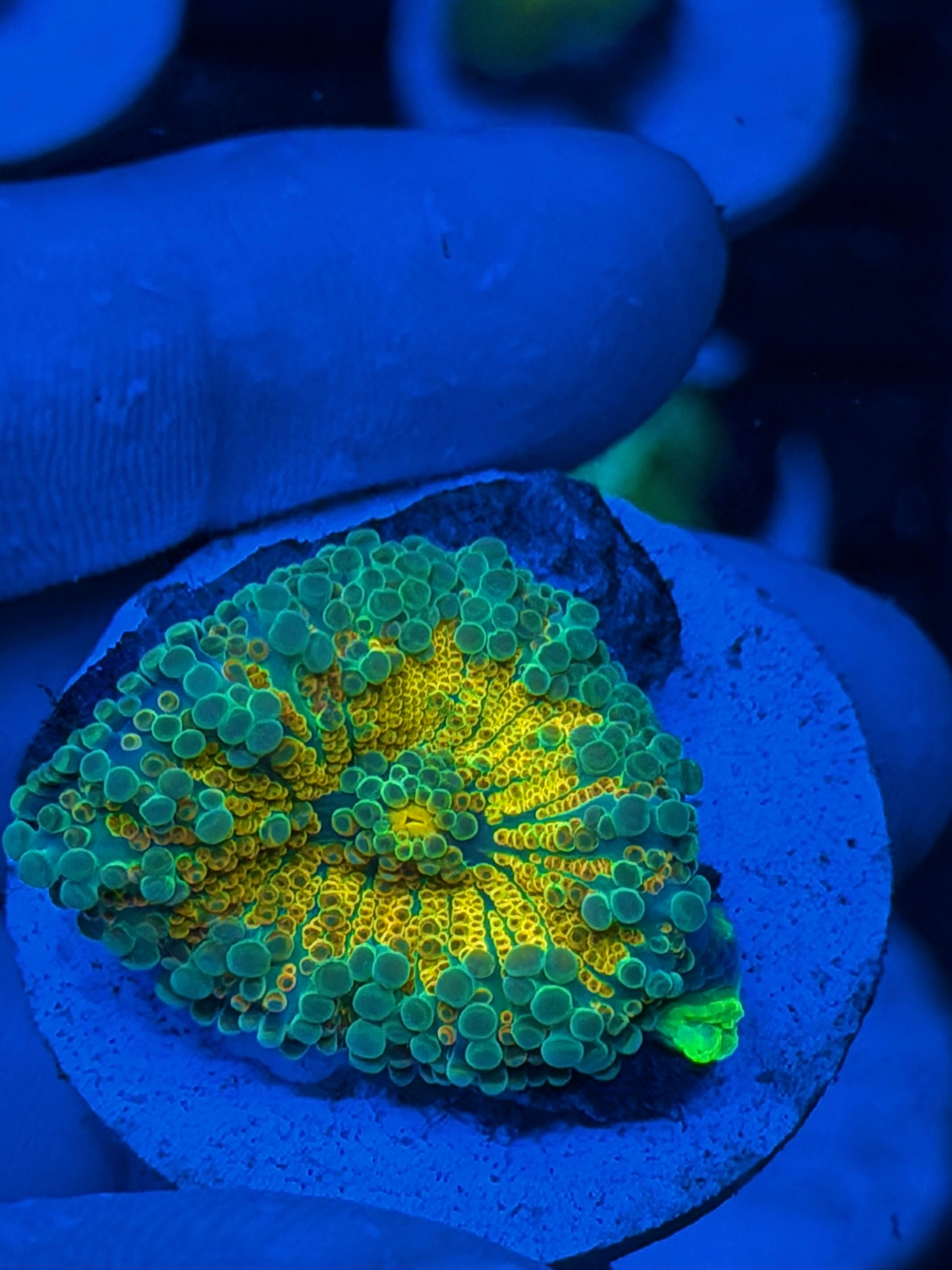 JEA Metropolis Yuma Mushroom Coral 9/11