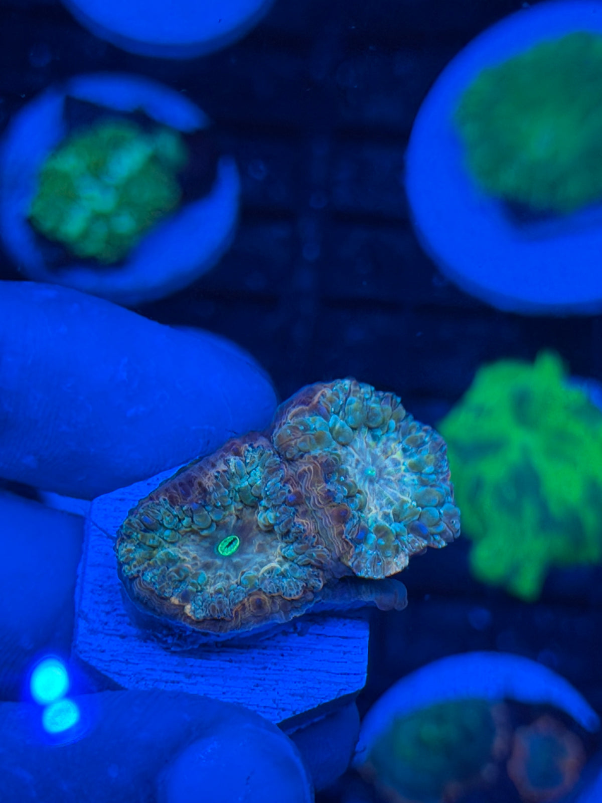 JEA Rainbow Blastomussa Coral 2 Heads 9/11