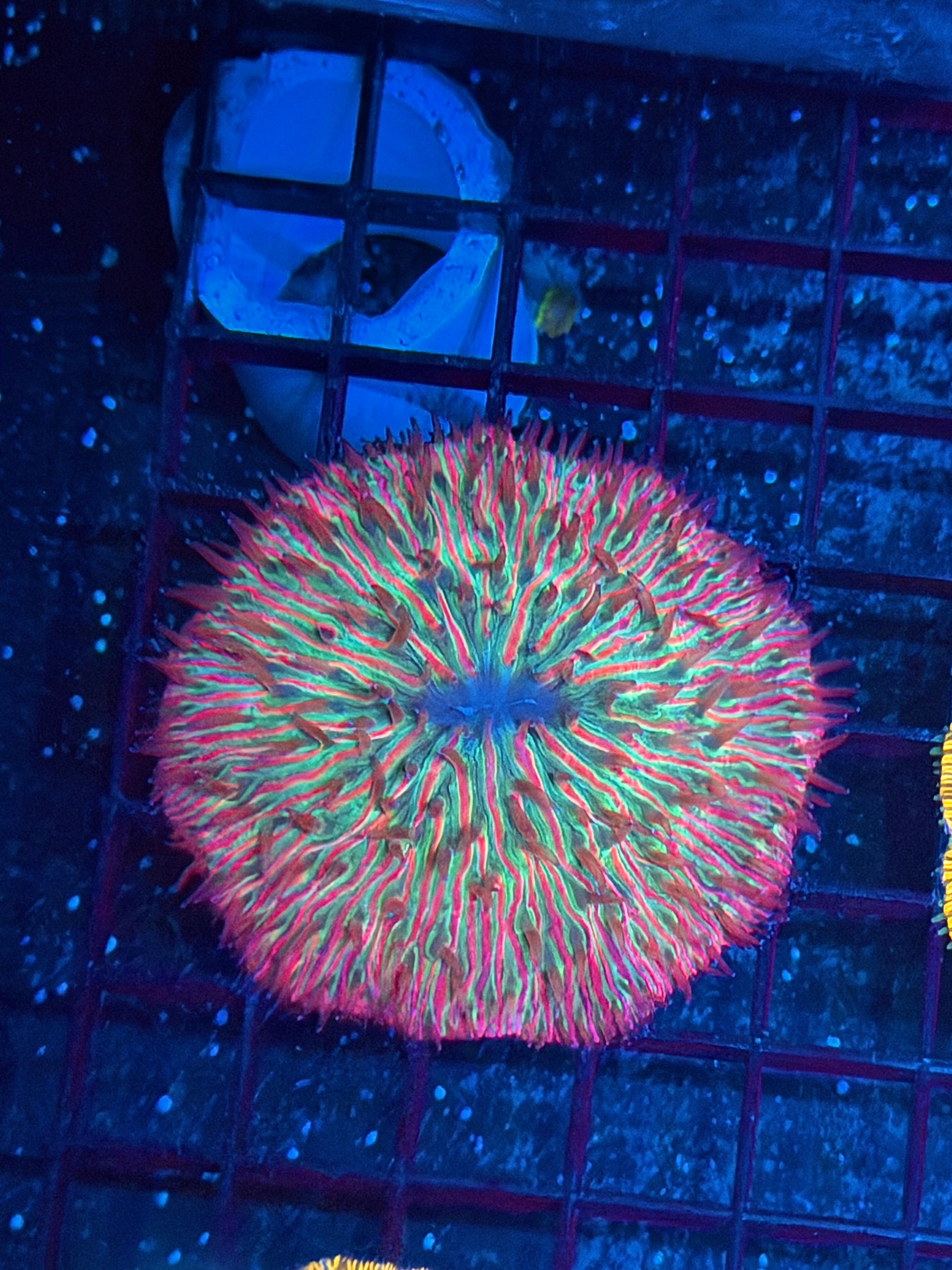 JEA Lucifers Gem Plate Coral 9/11
