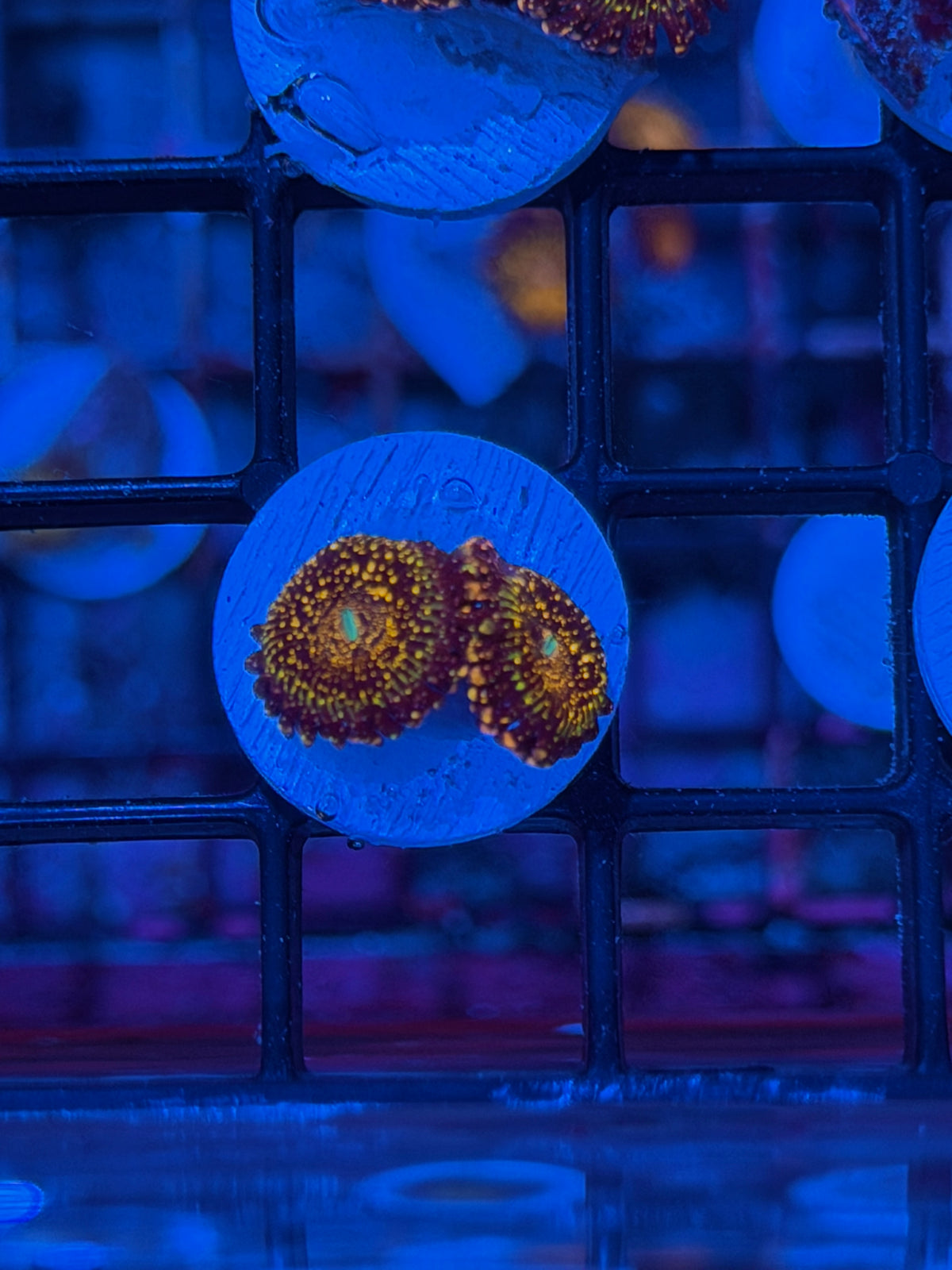 Jason Fox Frankie's Acid Trip Zoanthid Coral 2 Polyps *High End* 9/11