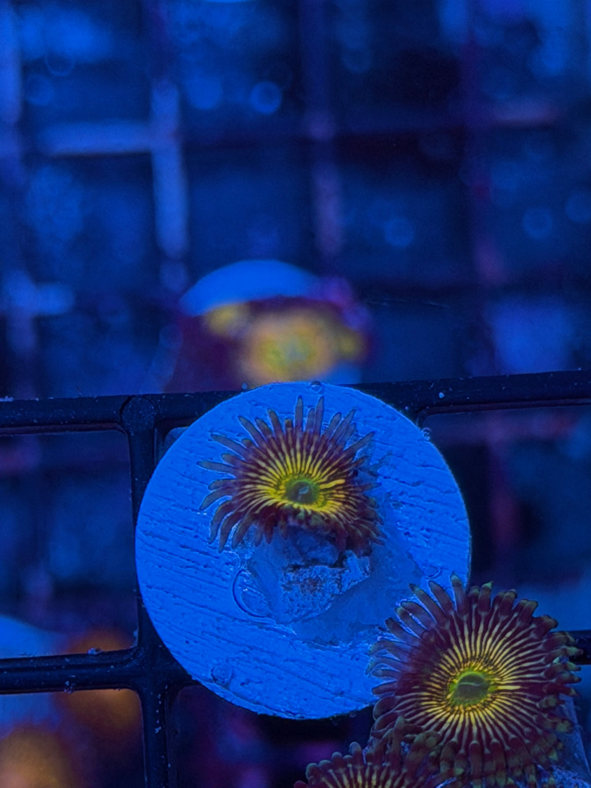 RFU Oscillator Zoanthid Coral 1 XL Polyp *High End Zoa* 9/11