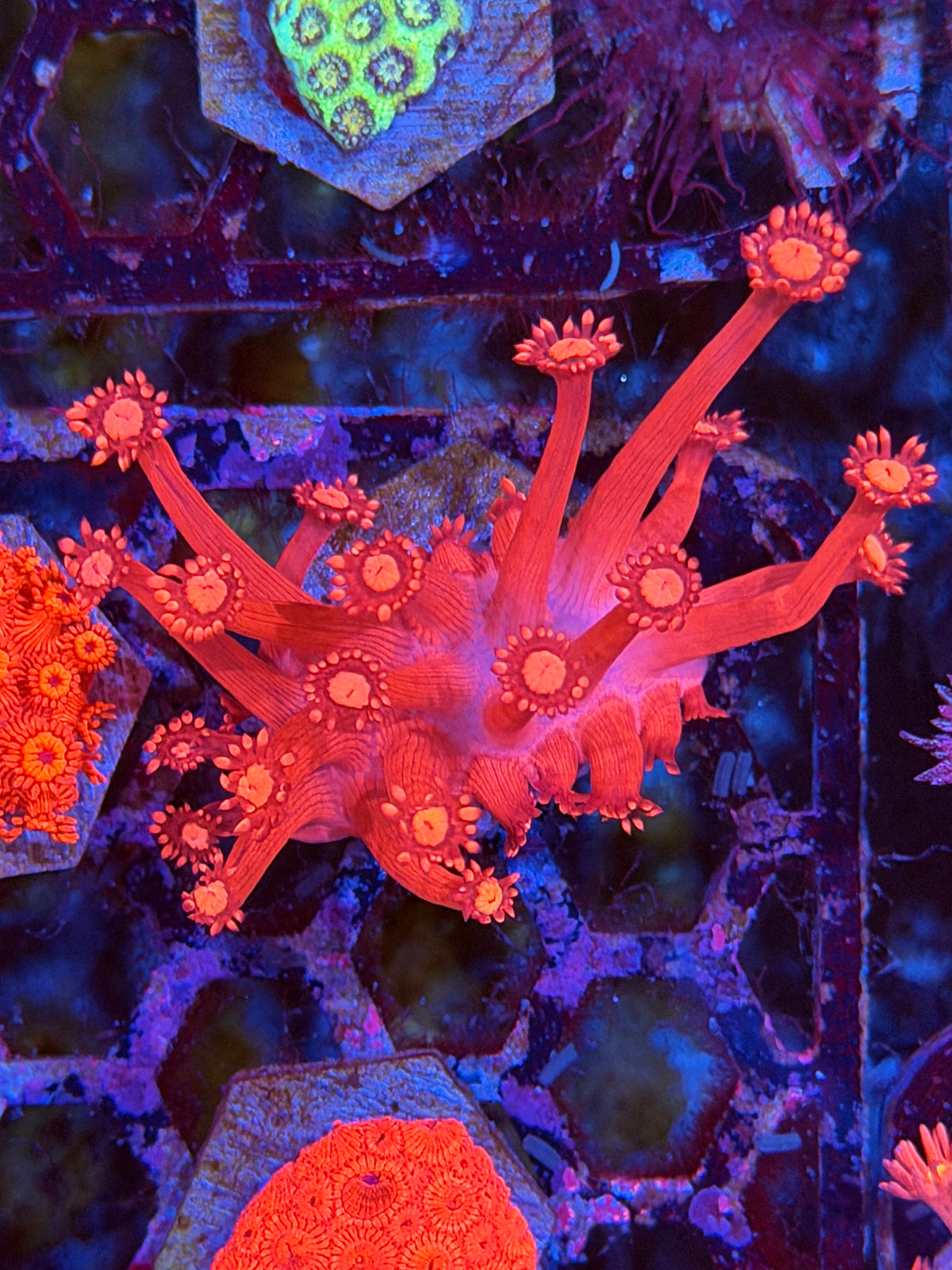 JEA Bloodbath Goniopora Coral XL *New Release*