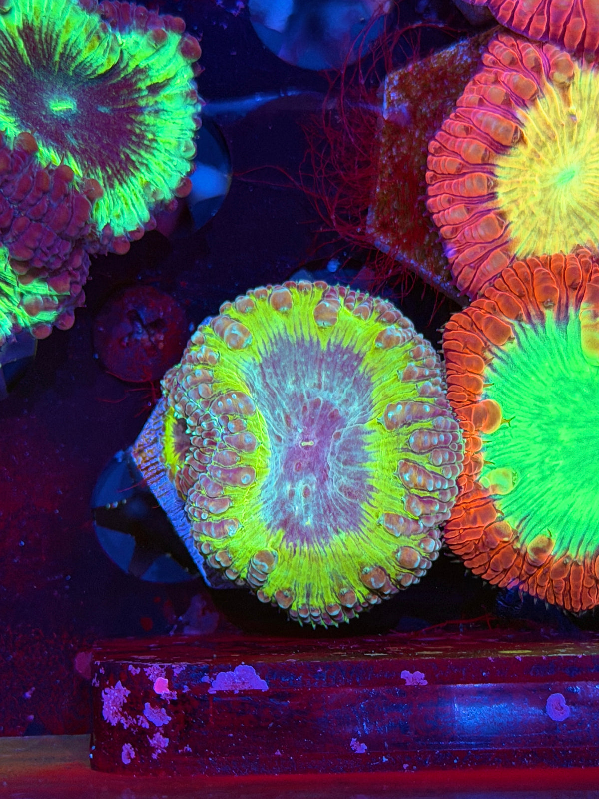 JEA Willy Wonka Blastomussa Coral 2 Heads XL